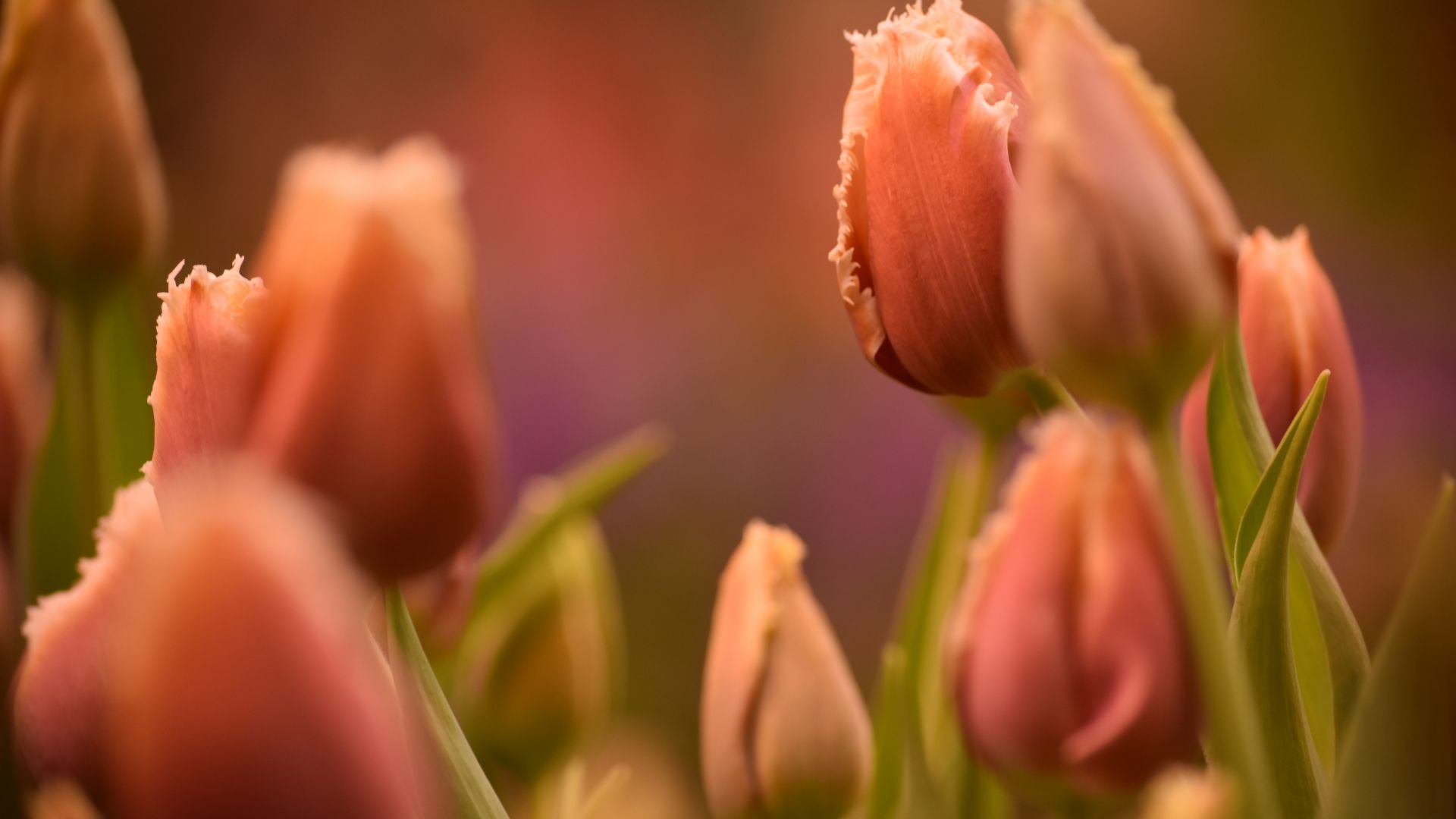 Wallpaper Orange tulips, flowers farm, spring, buds
