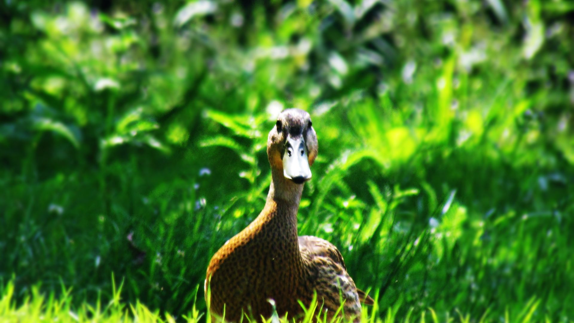 Wallpaper Brown Mallard, duck, water bird, grass