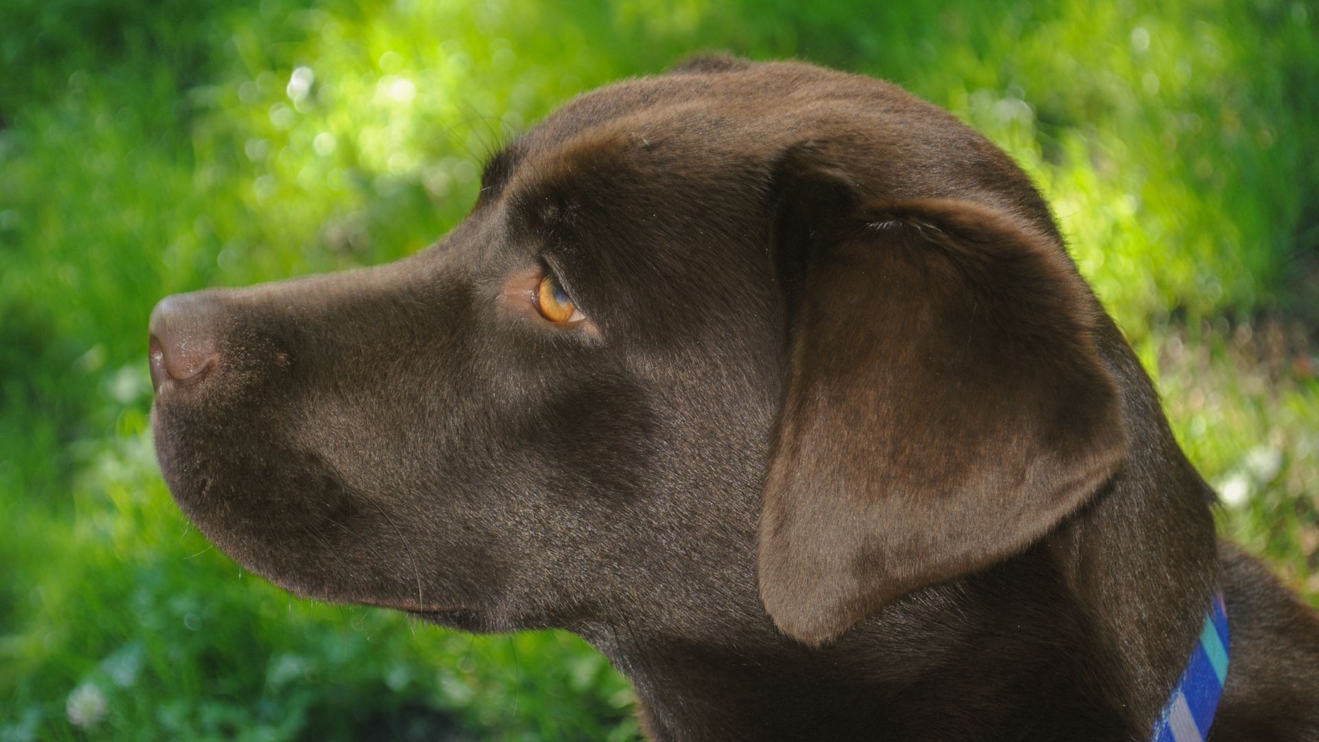 Wallpaper Labrador Retriever, dog, pet, muzzle