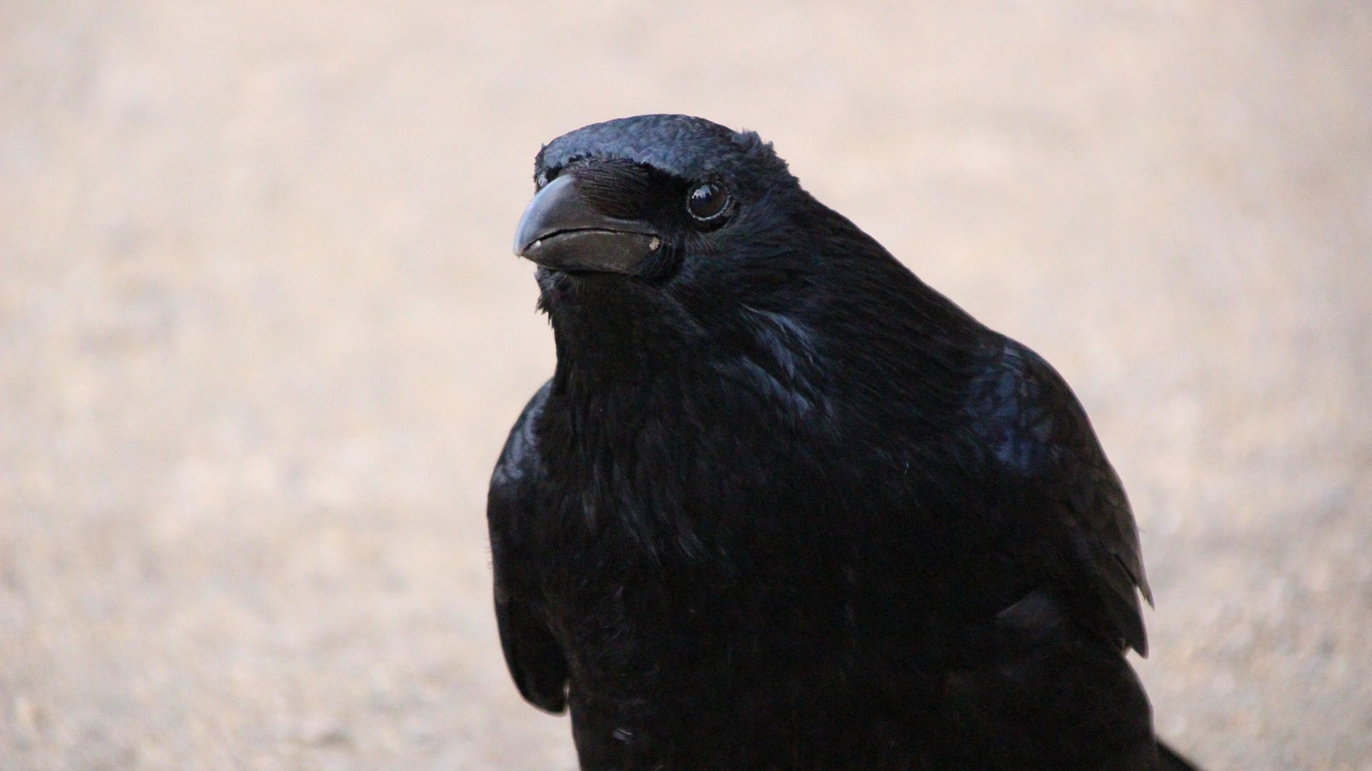 Wallpaper Raven bird, crow, black bird