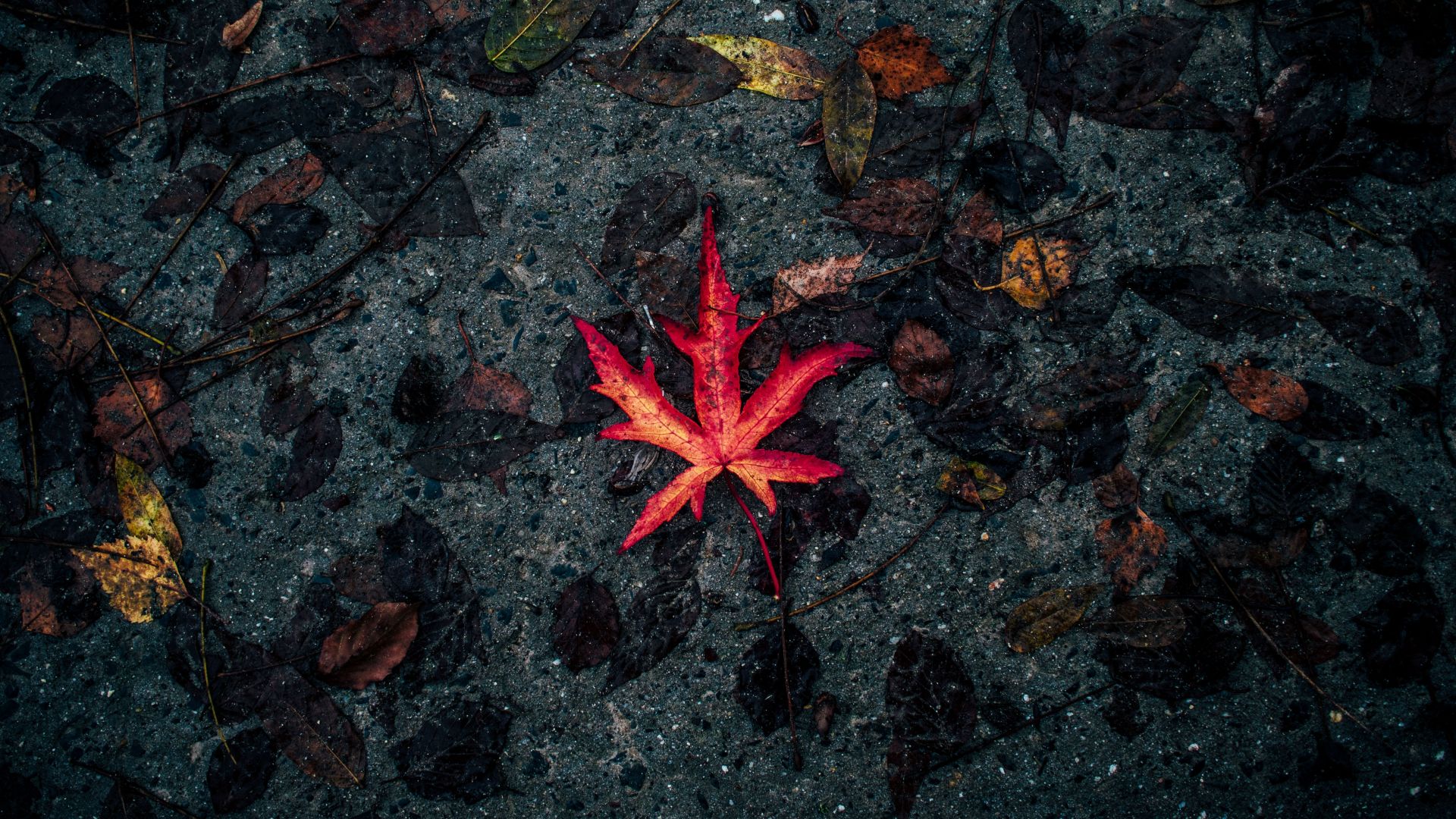Wallpaper Leaf, single, fall, autumn, 5k