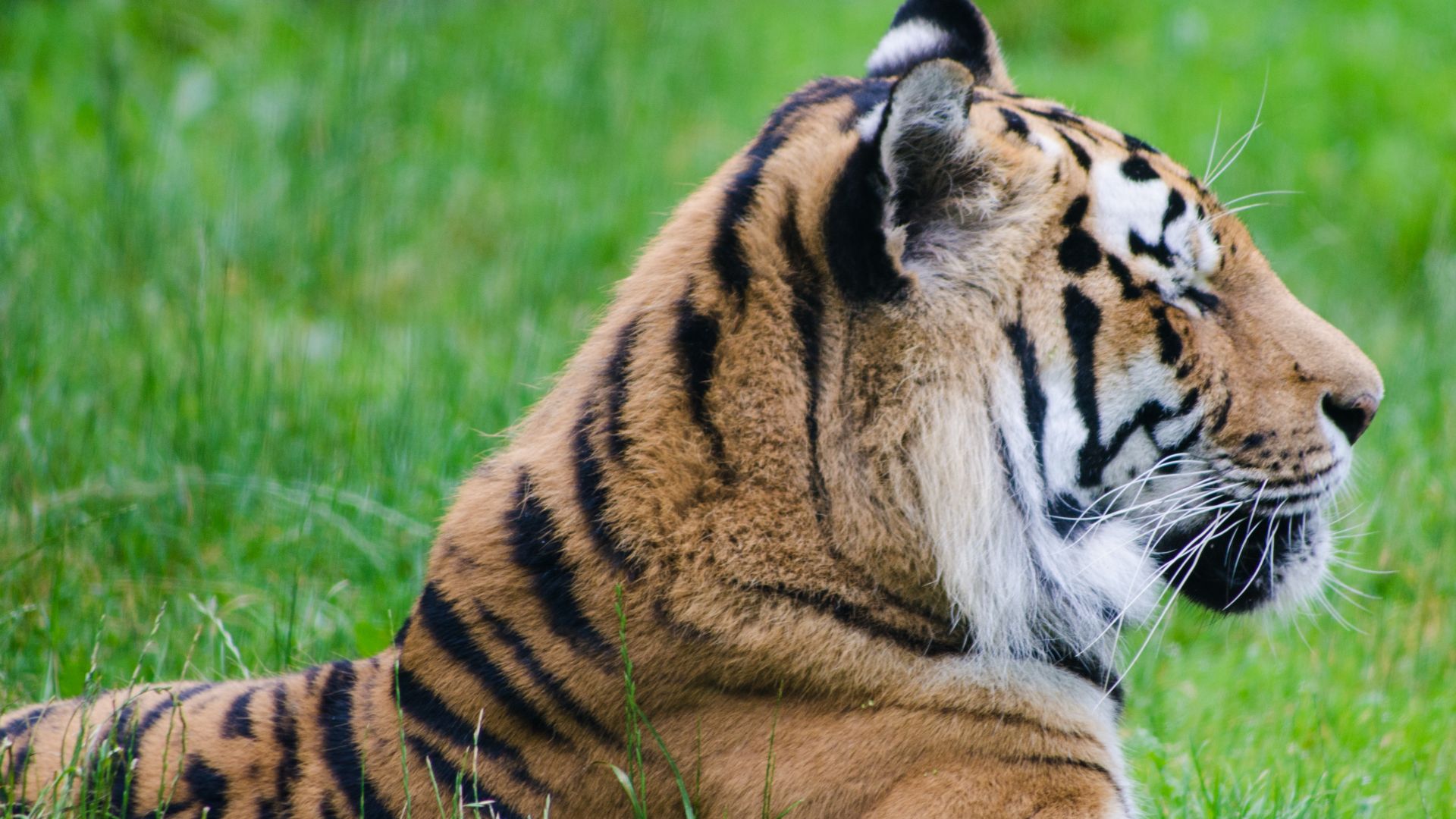 Wallpaper Tiger, sitting, grass, predator, big cat