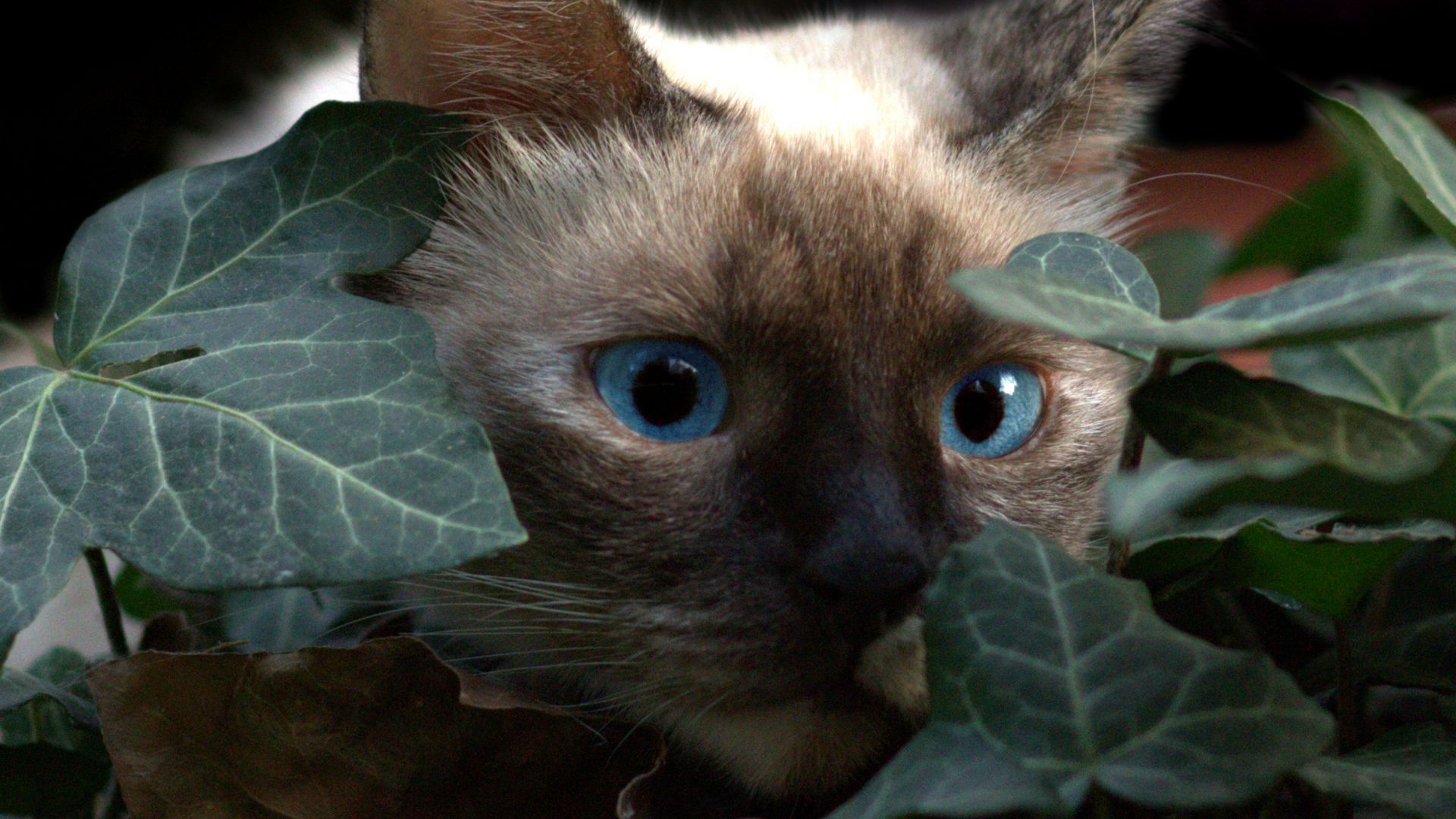 Wallpaper Cat, muzzle, animal, blue eyes
