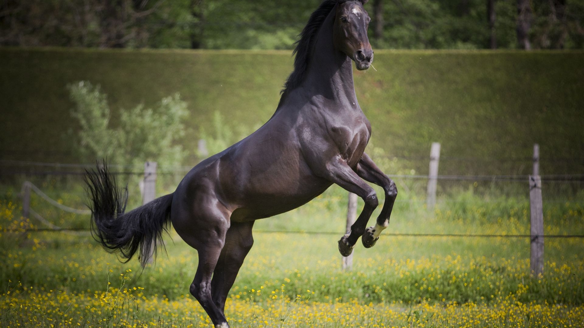 Wallpaper Black horse, jump, animal, meadow