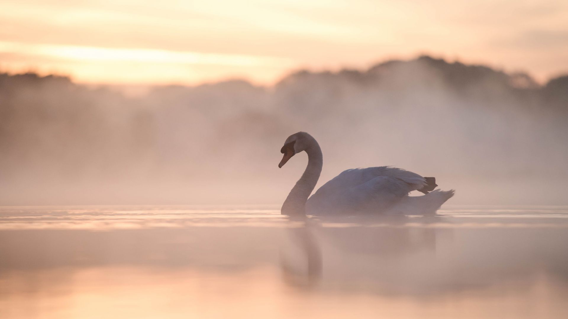 Wallpaper White, swan, bird, fog, swim, lake, reflections