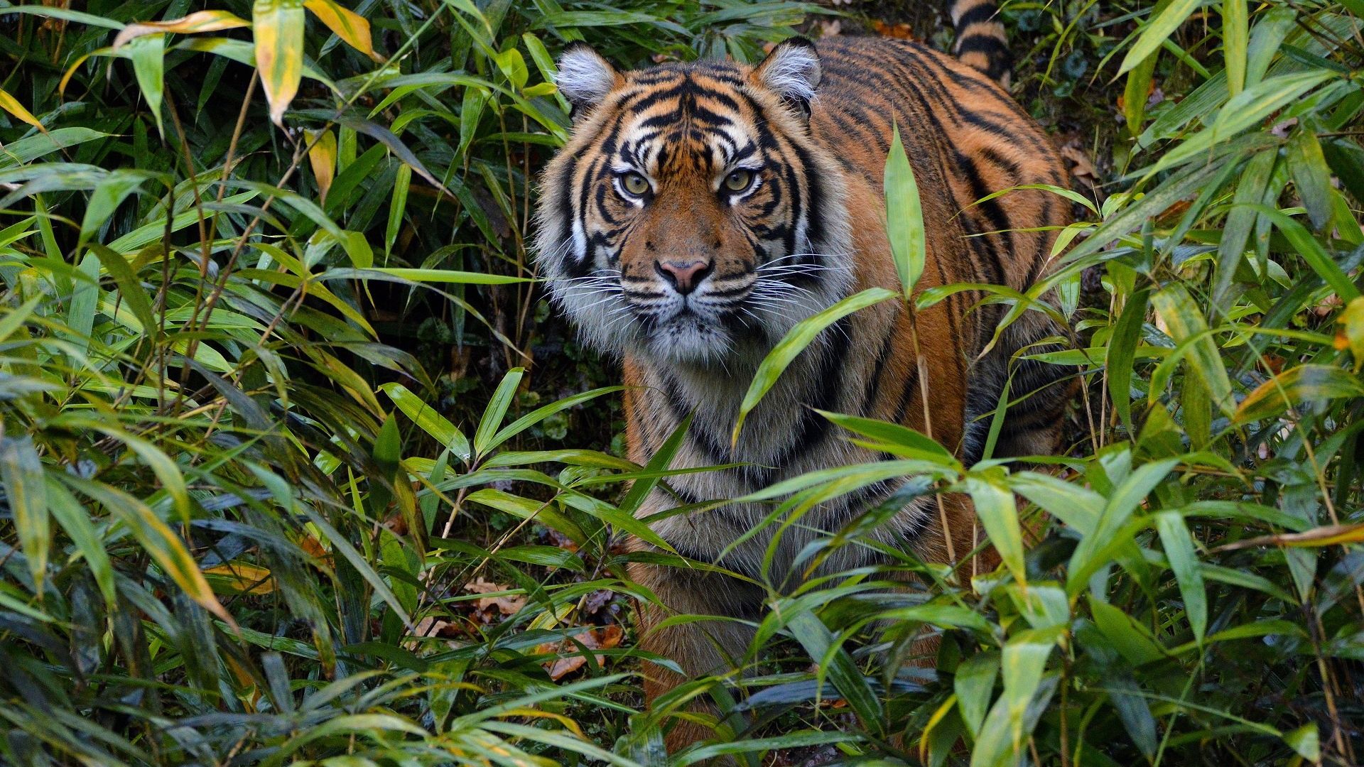 Wallpaper Predator, tiger's walk, stare, forest