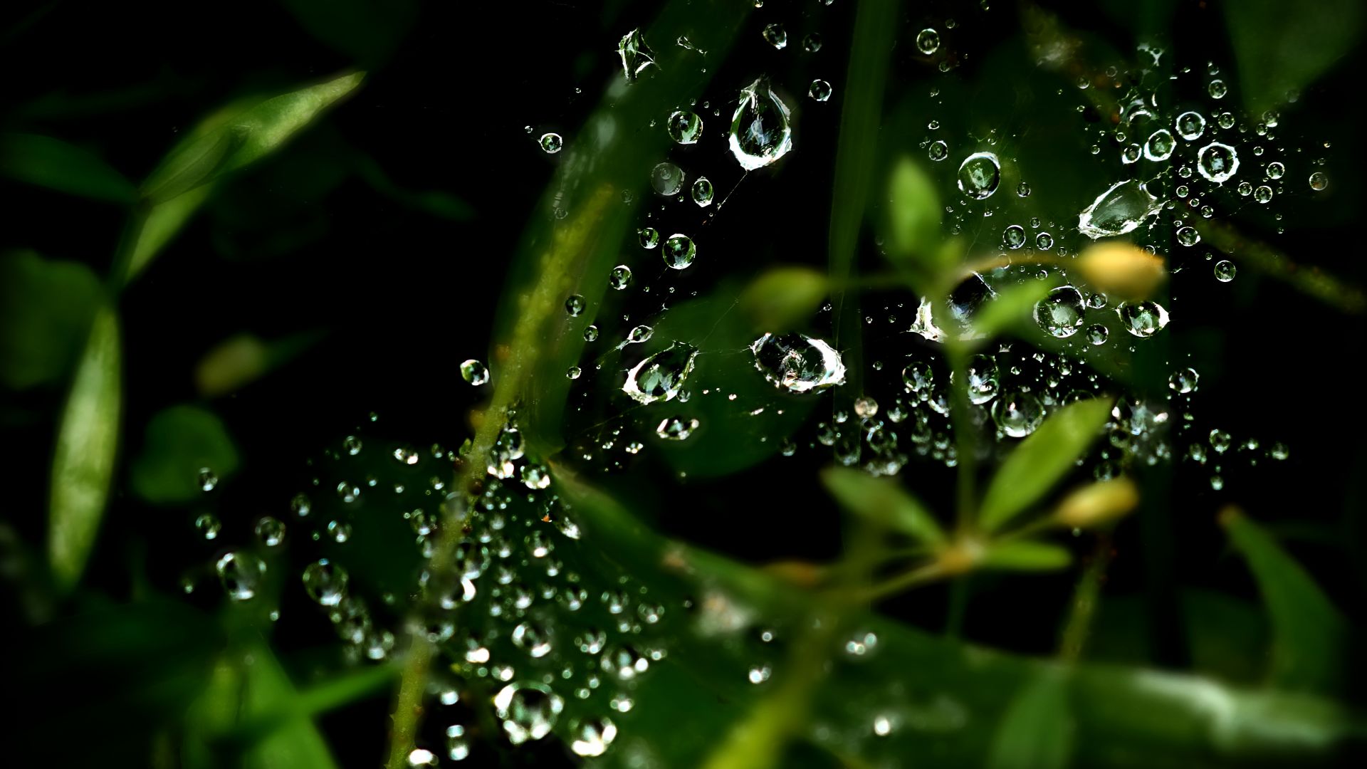 Wallpaper Water drops, leaves, close up, blur