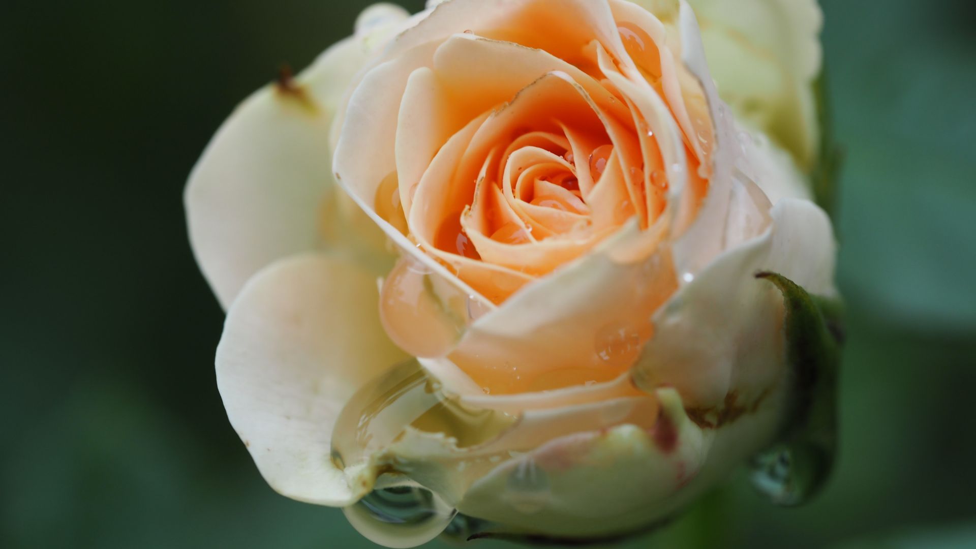Wallpaper Orange white rose, flower, close up