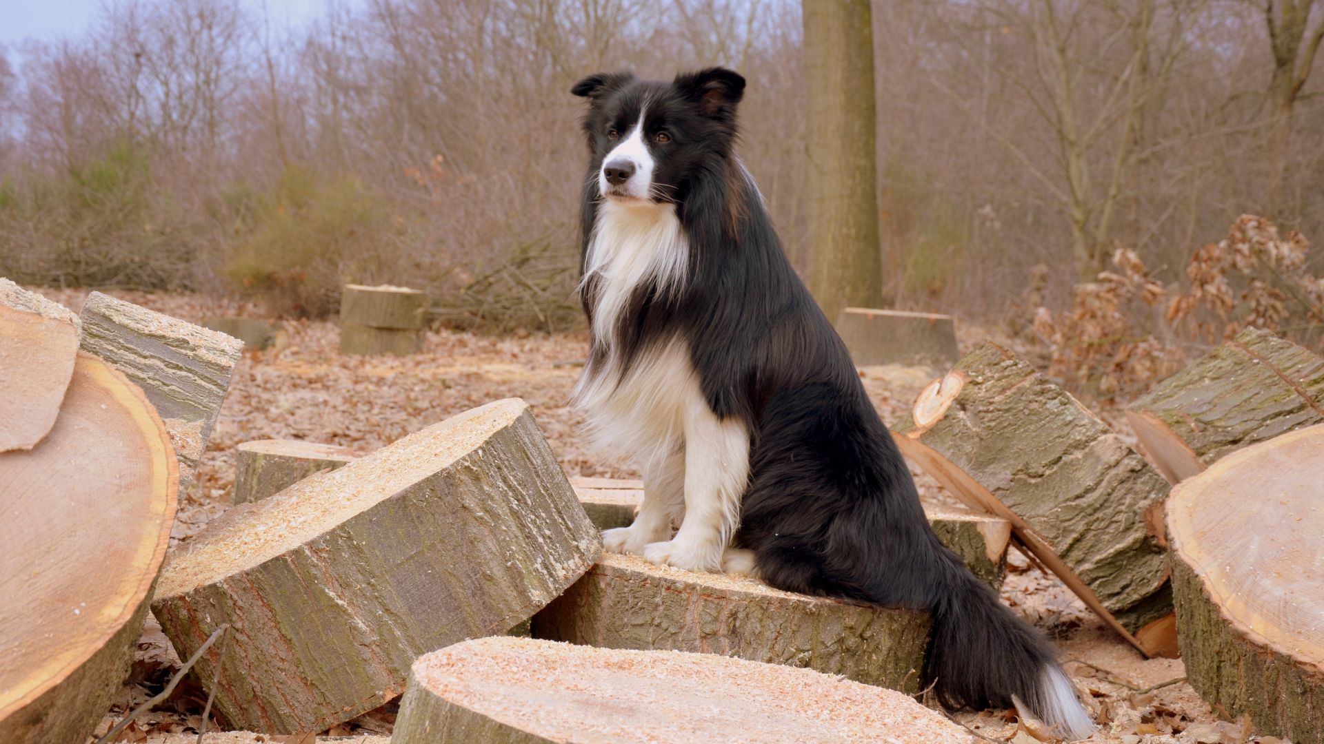 Wallpaper Border collie, wooden logs, dog, furry, 4k