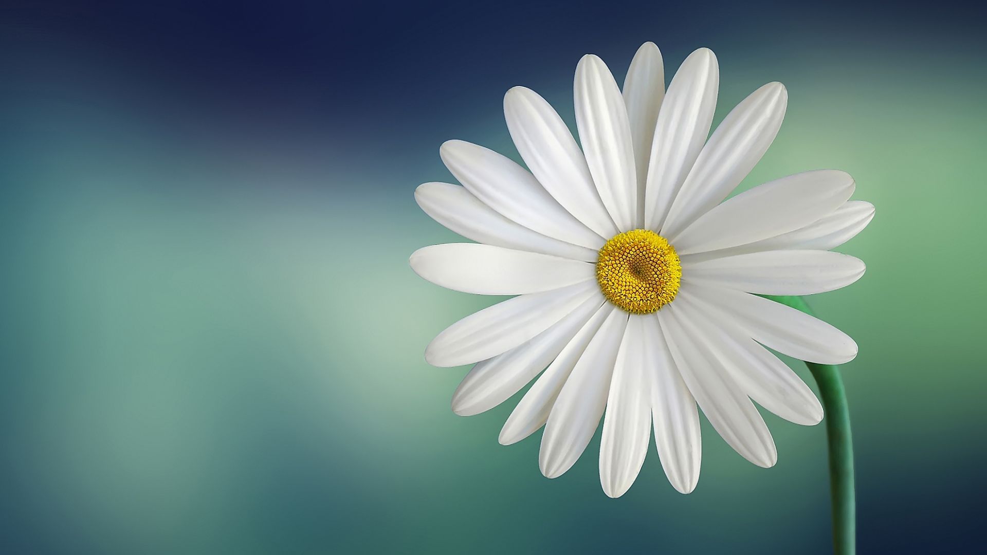 Wallpaper Daisy, white flowers, close up