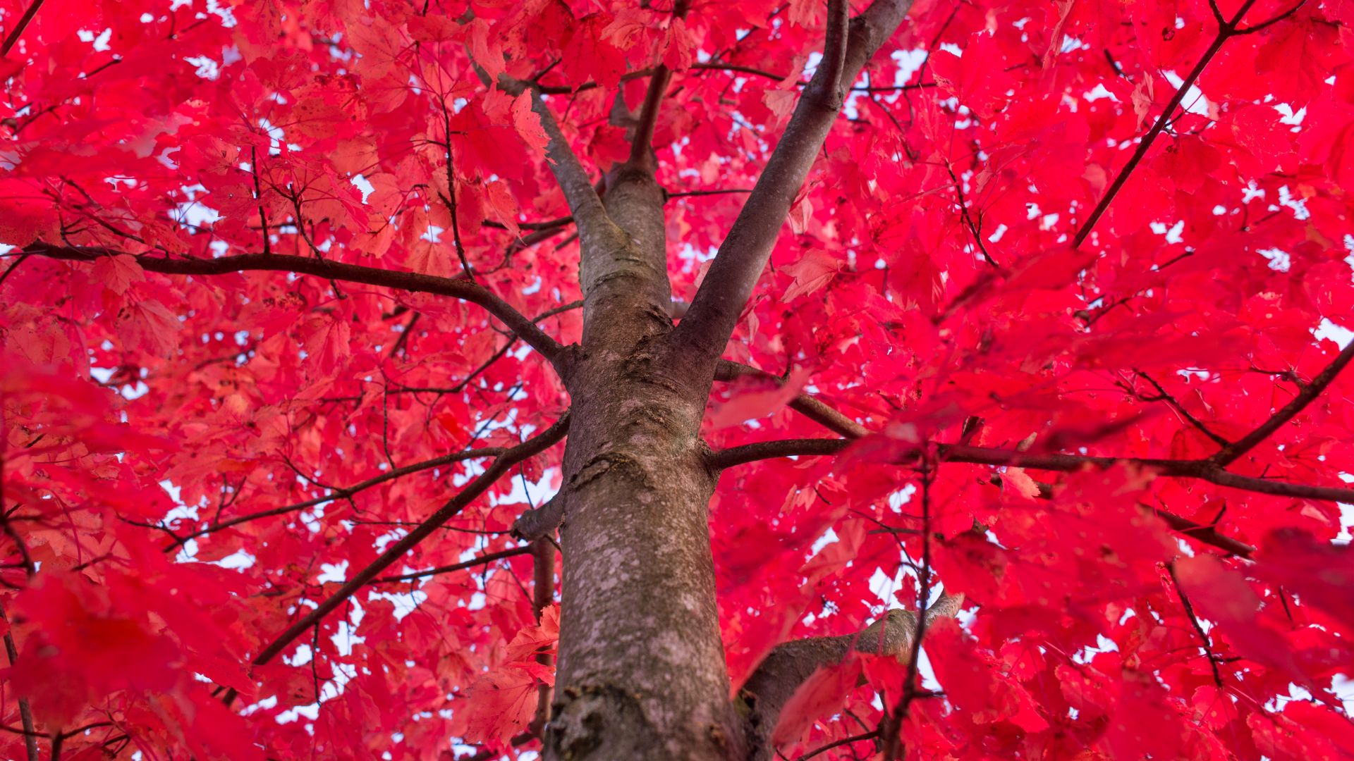 Wallpaper Tree's red branches