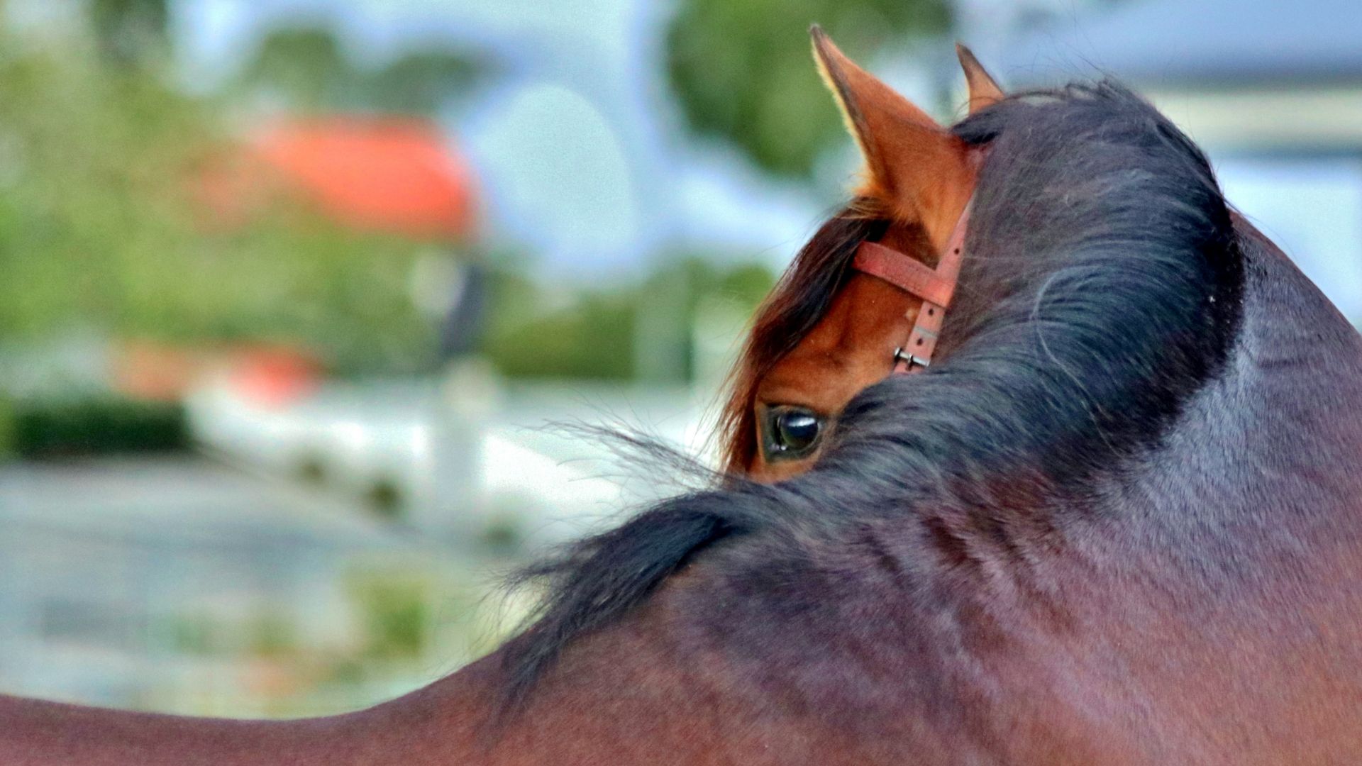 Wallpaper Brown horse, eyes, animal