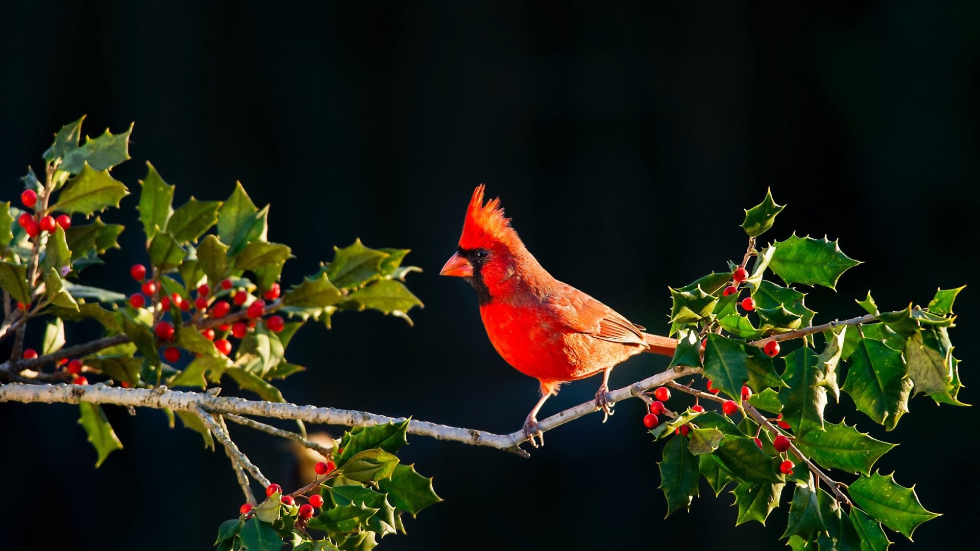 Wallpaper Cardinal, bird, red, berries, tree branch