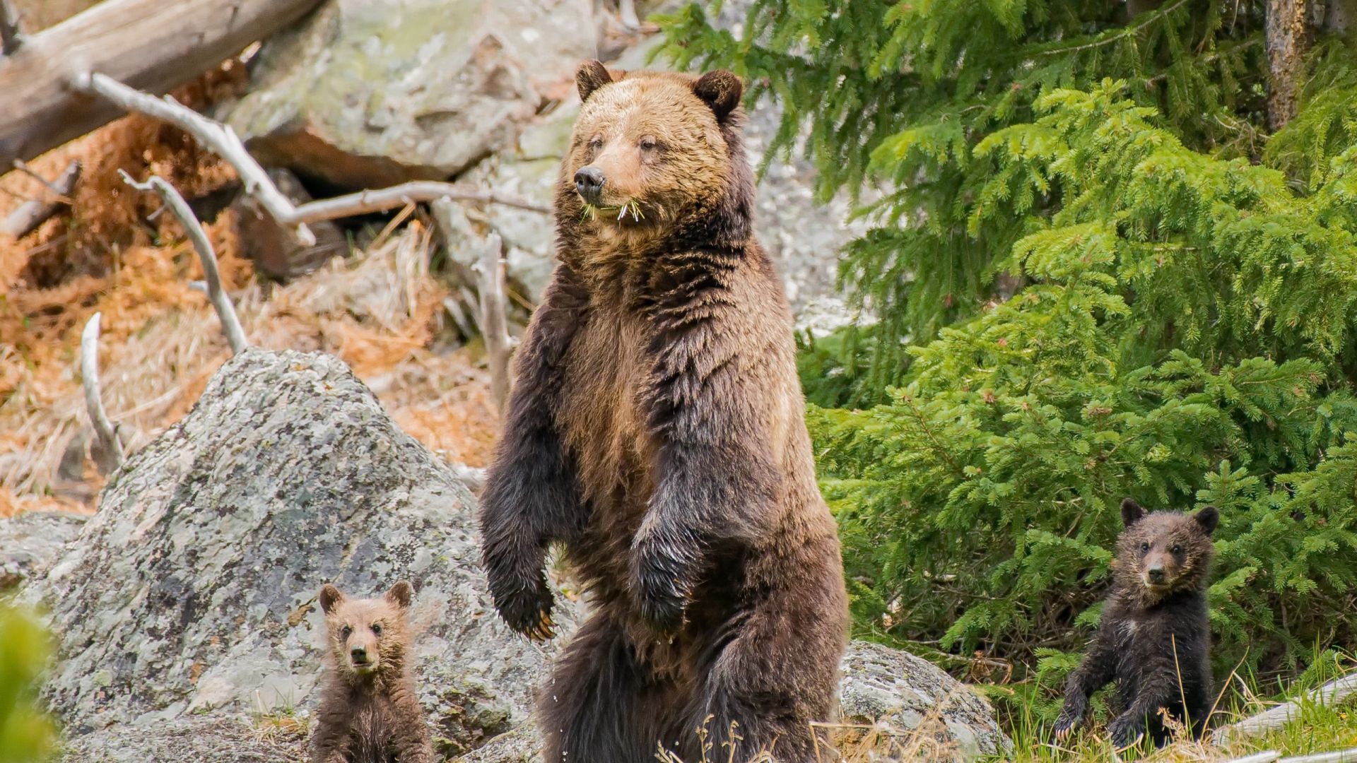 Wallpaper Bear, predator, family, furry animals