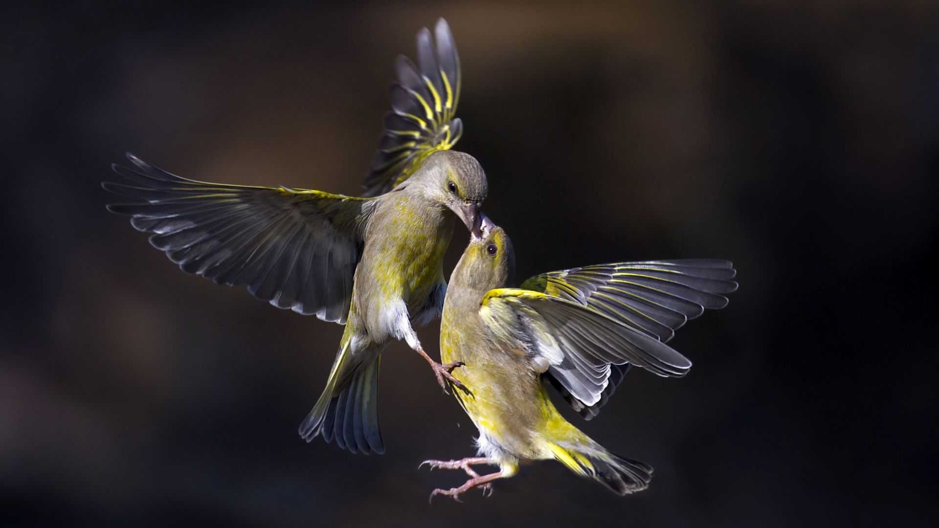 Wallpaper Birds, kiss, flight