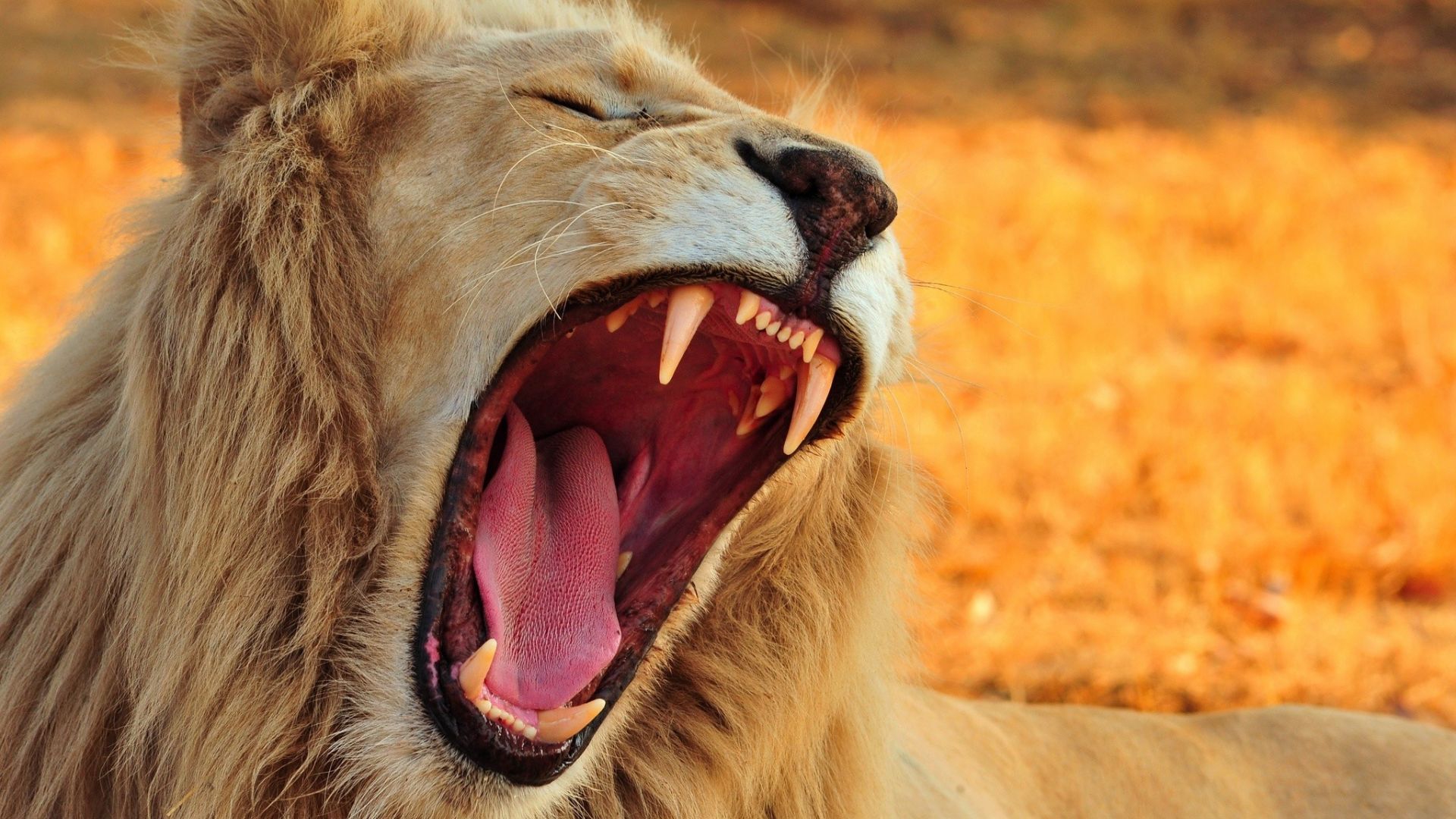 Wallpaper Beast, roar, lion, animal, muzzle