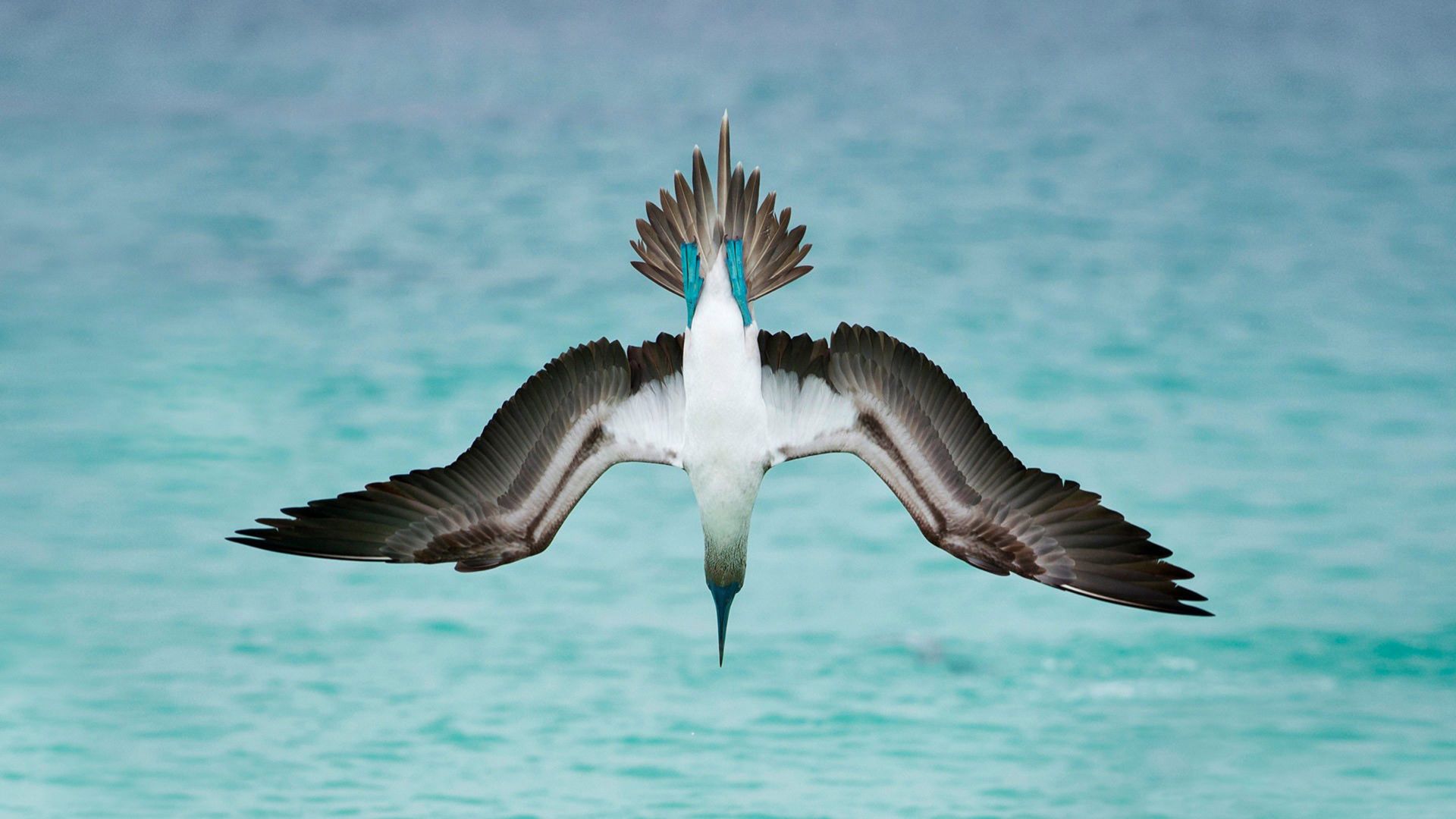 Wallpaper Blue-footed booby, bird, dive, wings