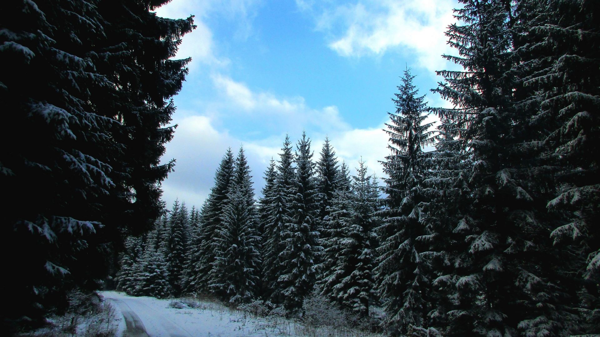 Wallpaper Winter's day, road, tree, 4k