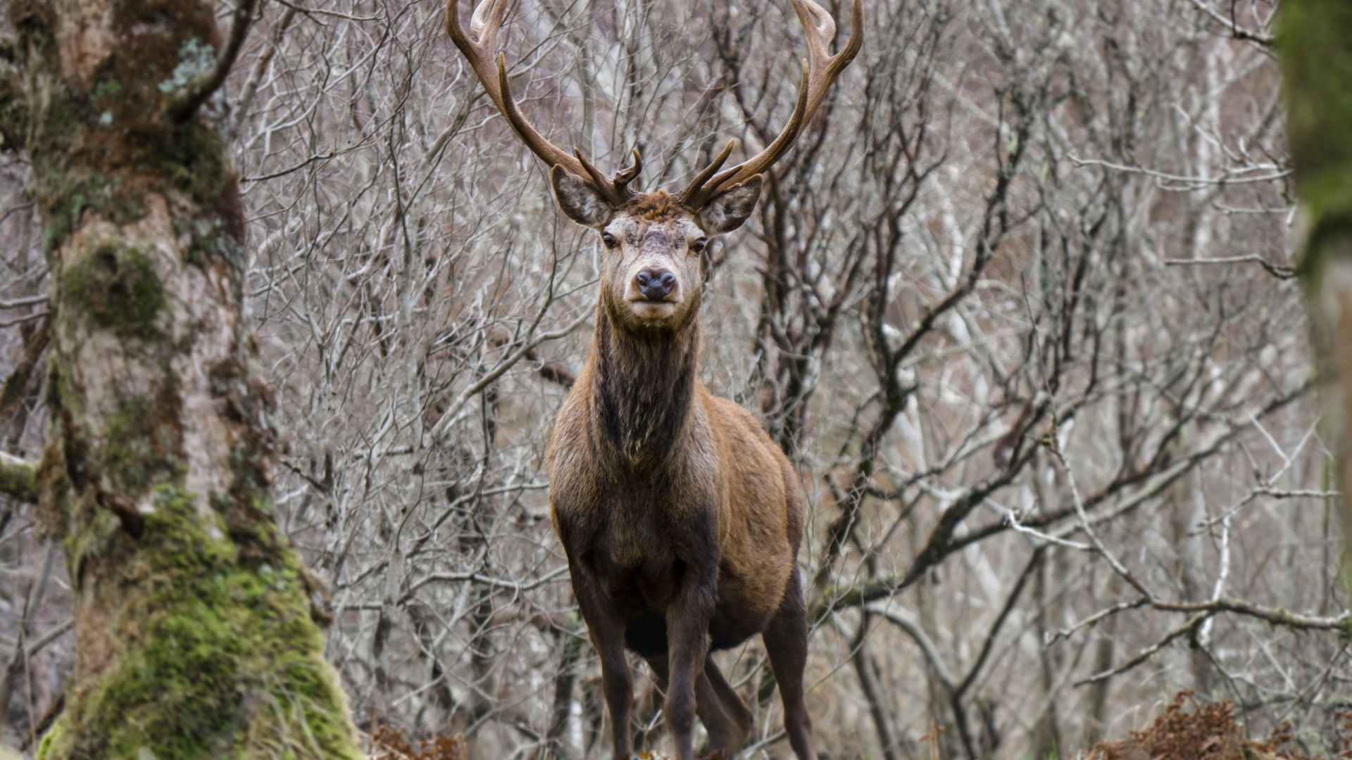 Wallpaper Deer, forest, wild animal, horns