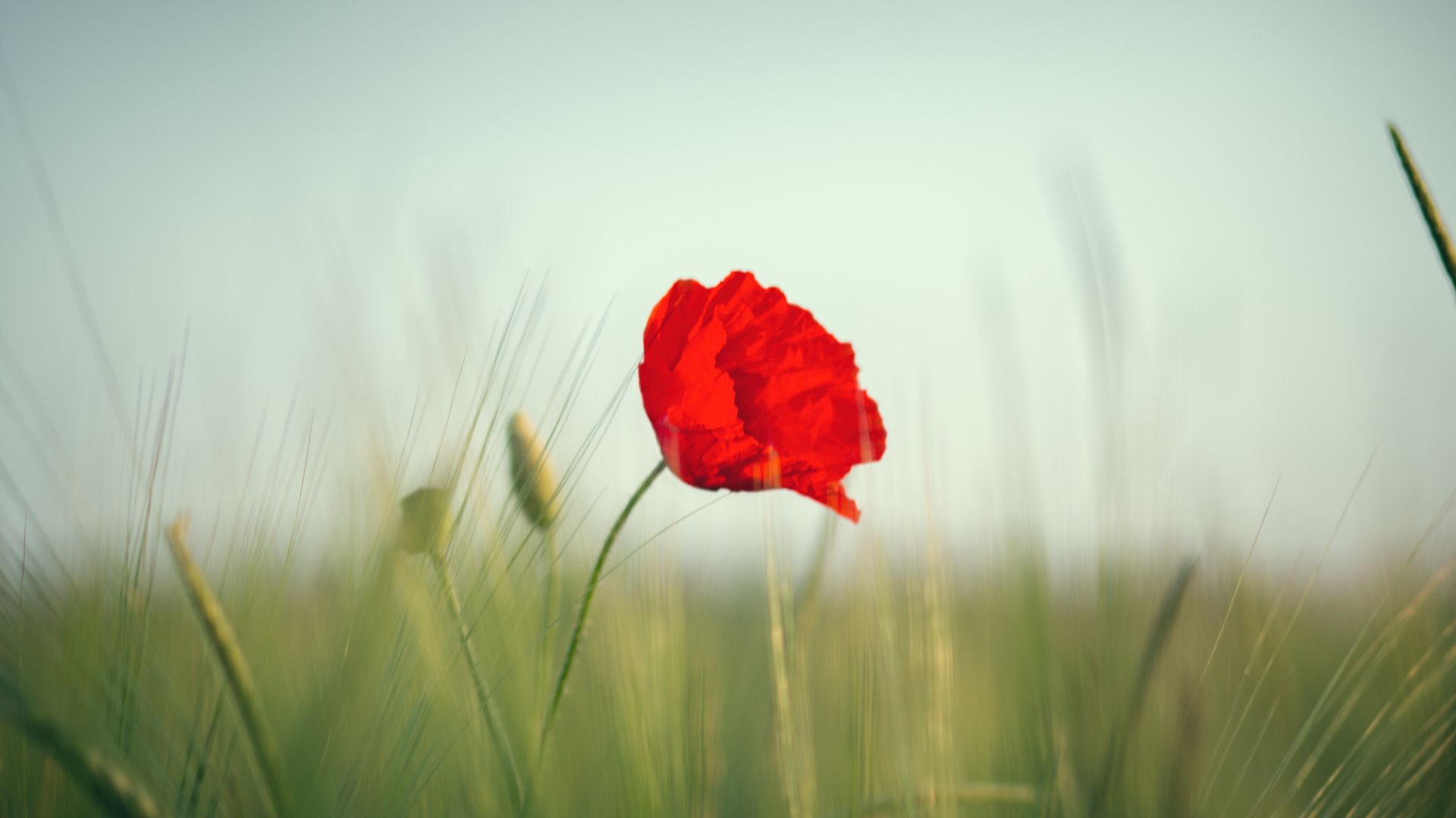 Wallpaper Red poppy, flower, grass threads