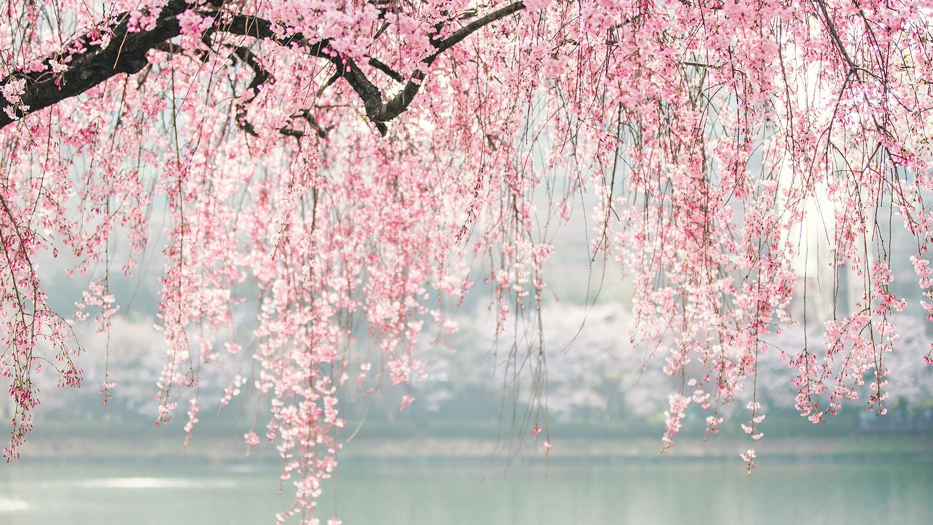 Desktop Wallpaper Japan, Cherry Blossom, Tree, Flowers, Hd Image, Picture,  Background, D59fb0