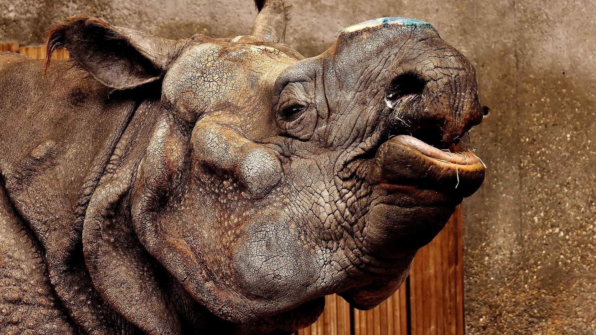 Wallpaper Rhino, Rhinoceros, wild animal, muzzle, wildlife