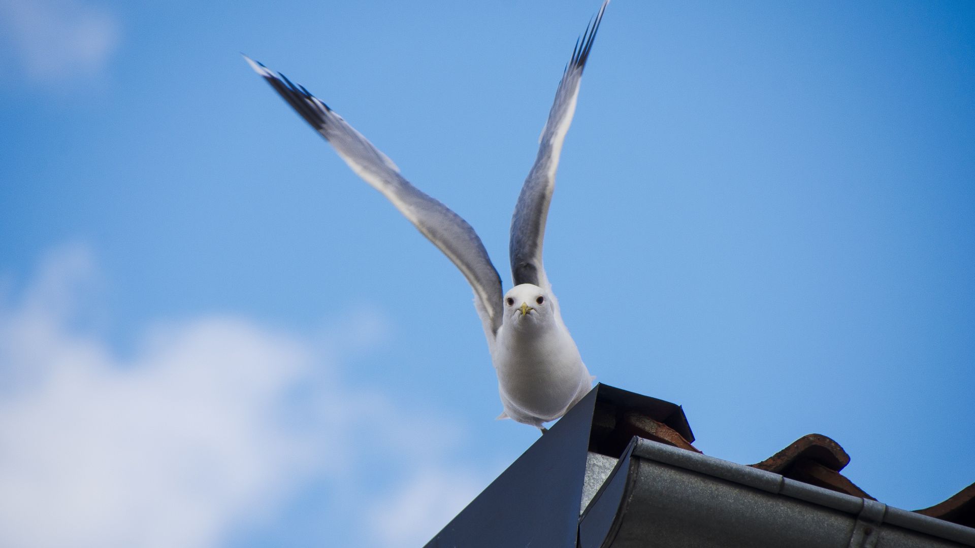 Wallpaper White bird, seagull, wings, 5k