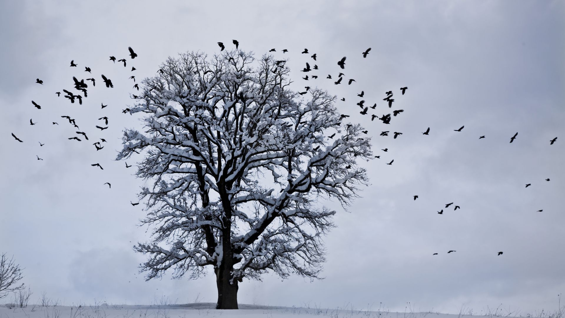 Wallpaper Tree, winter, birds and snow