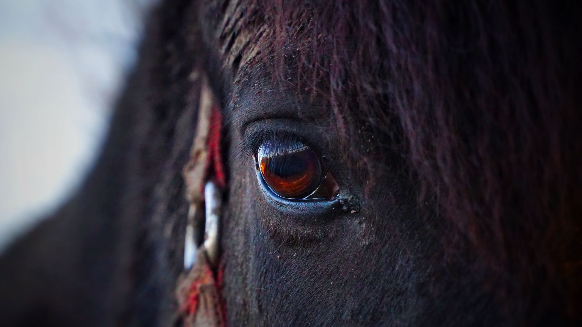 Wallpaper Horse head, eyes, close up