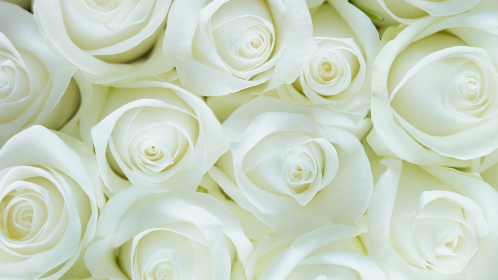 Desktop Wallpaper White Roses, Flowers, Close Up, Hd Image, Picture ...