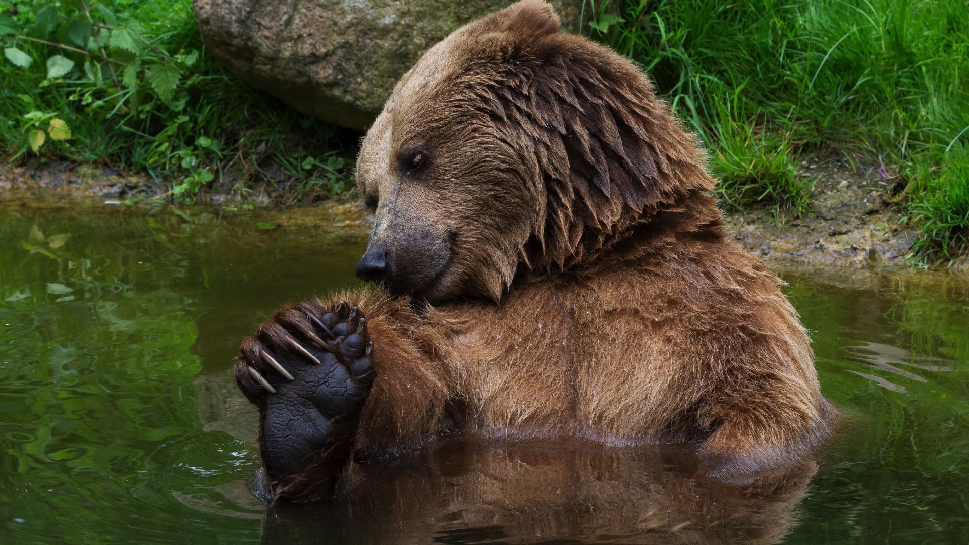 Wallpaper Brown bear, predator, animal, fun, bath