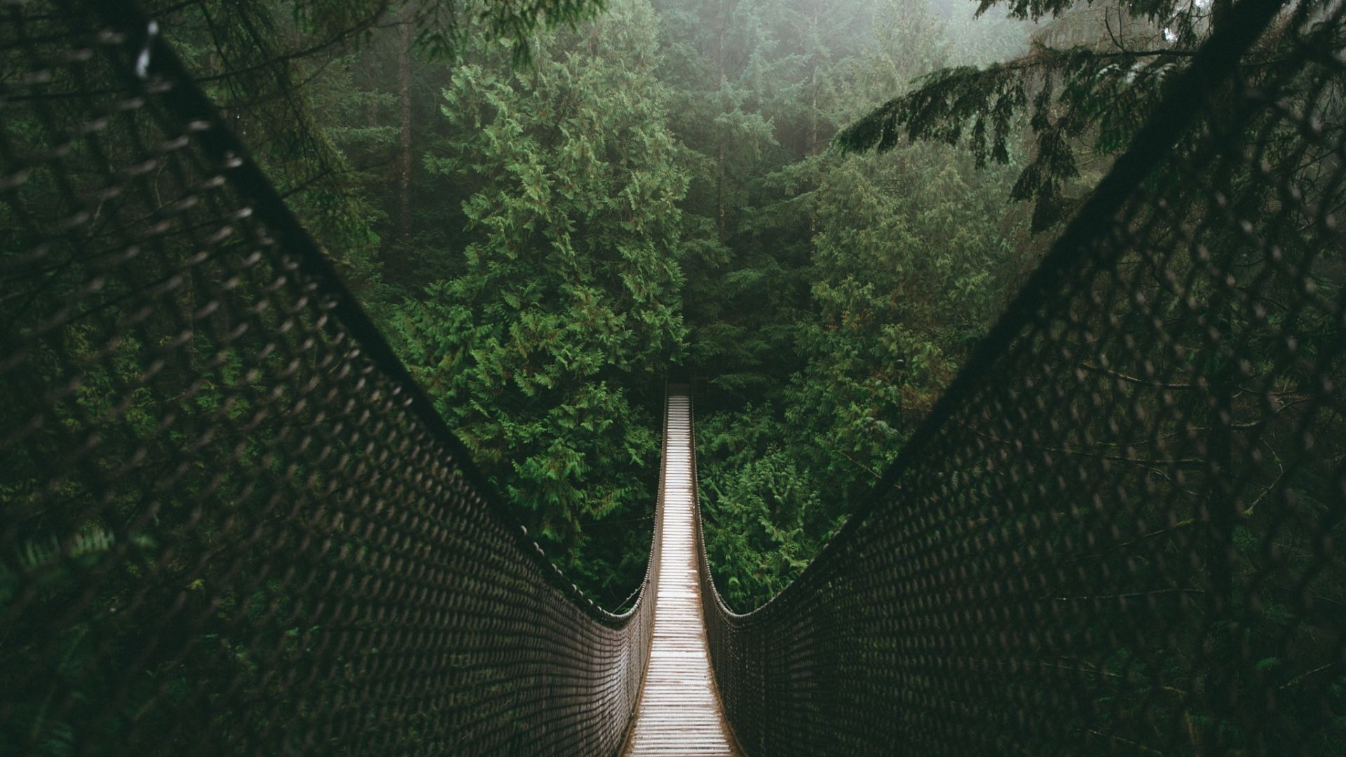 Wallpaper Bridge, forest, suspension bridge