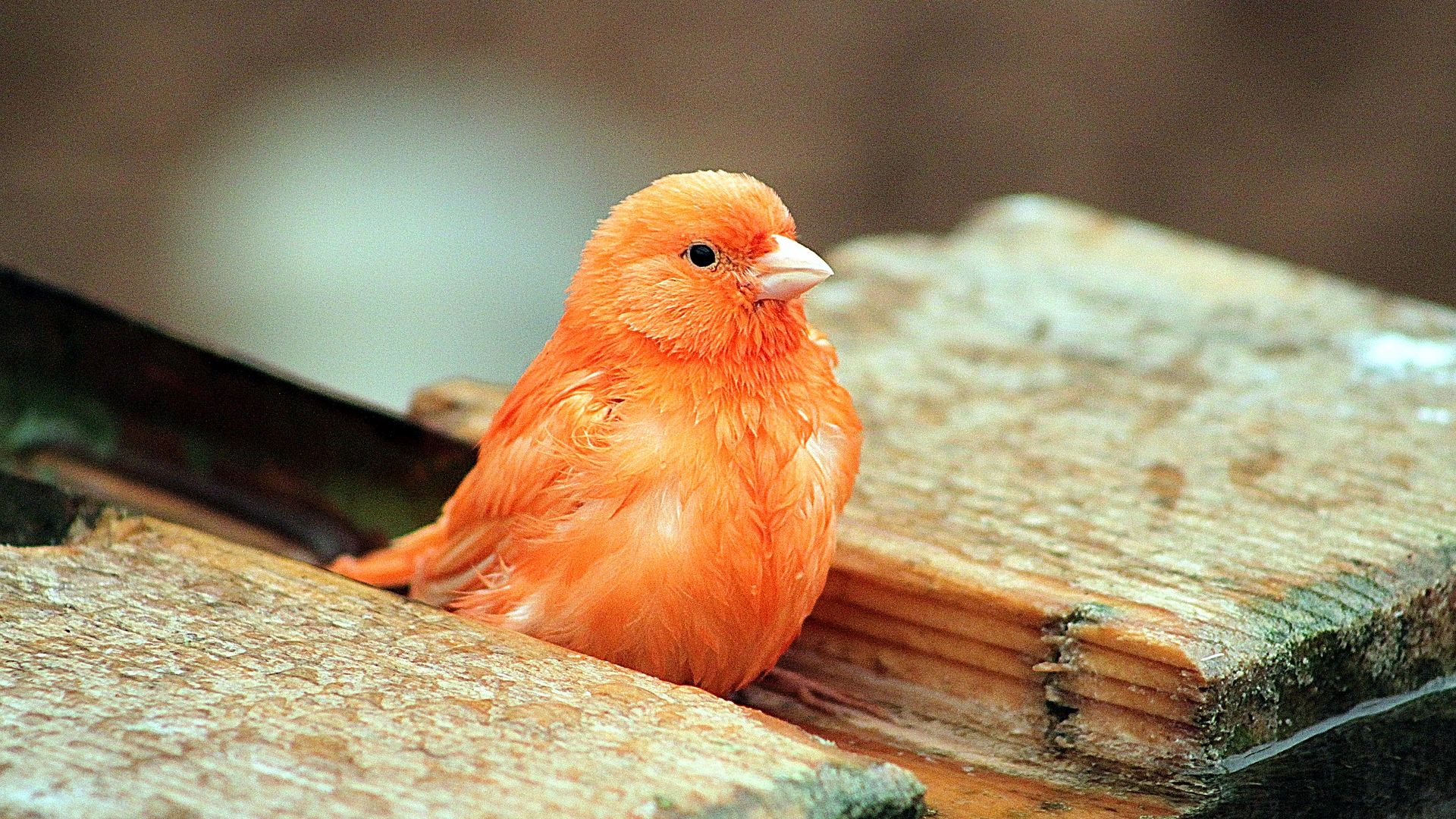 Маленькая рыжая птичка. Канарейка кенар. Канарейка рыжий кенар. Кенар оранжевый. Птичка кенар оранжевый.
