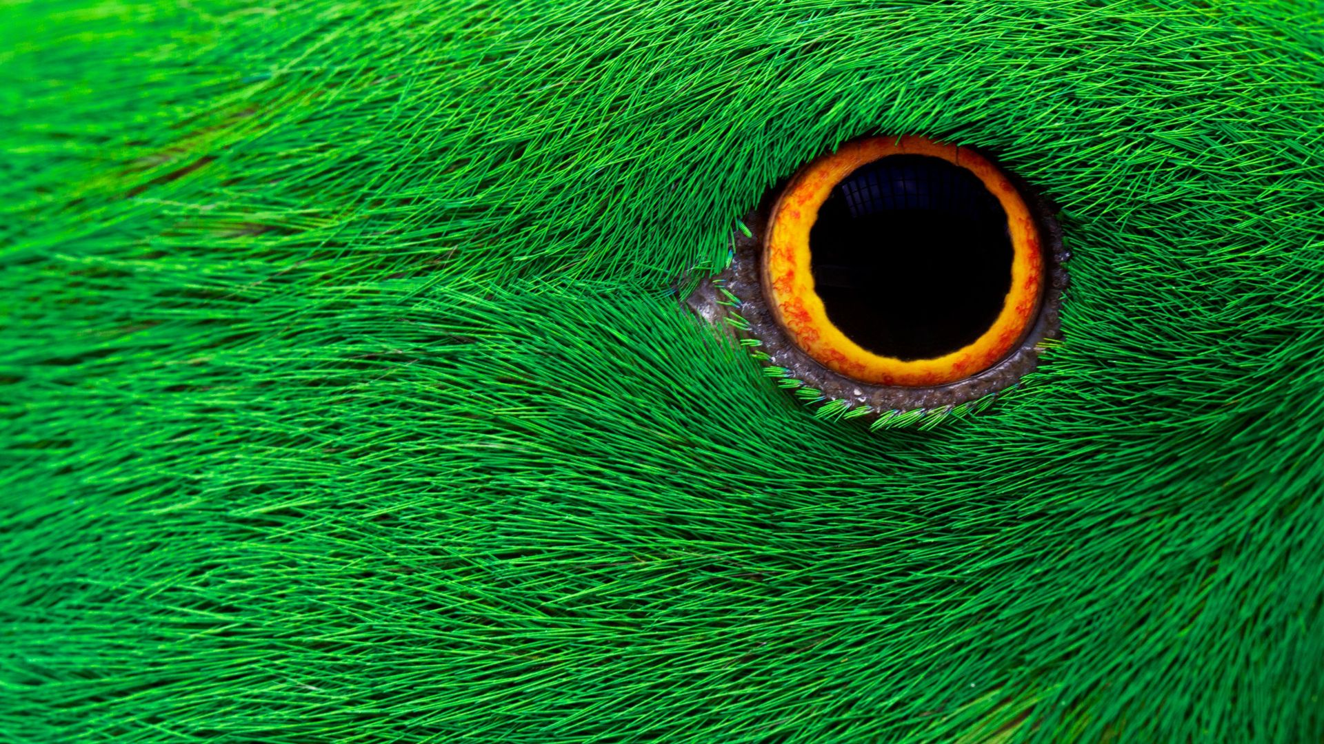 Desktop Wallpaper Green Parrot, Eye, Close Up, 5k, Hd Image, Picture,  Background, D6cf7a