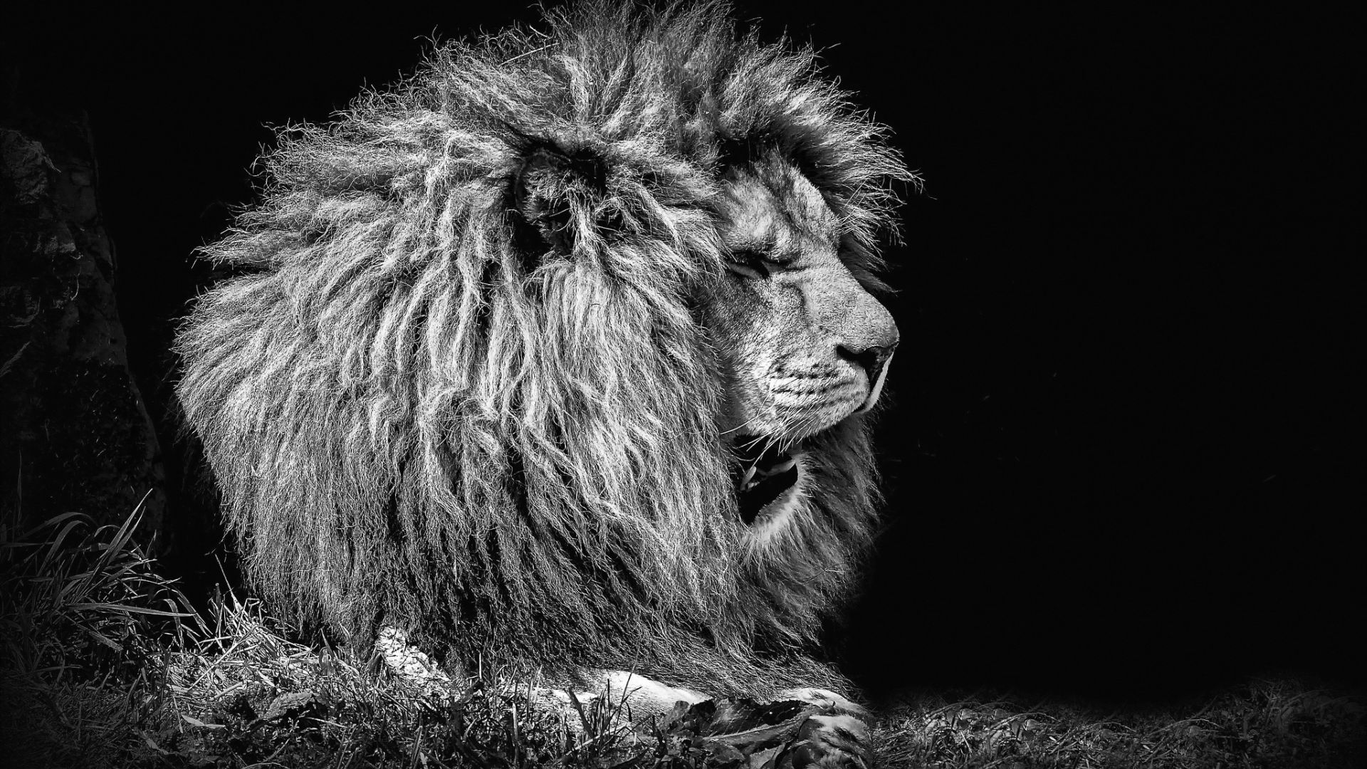 Wallpaper Lion, furry, predator, muzzle, monochrome