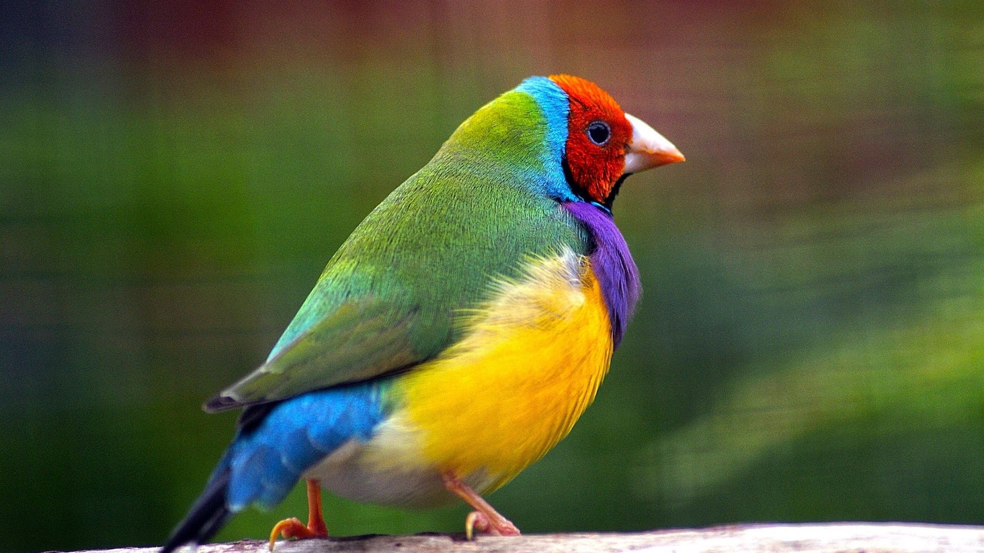Wallpaper Gouldian finch bird, colorful