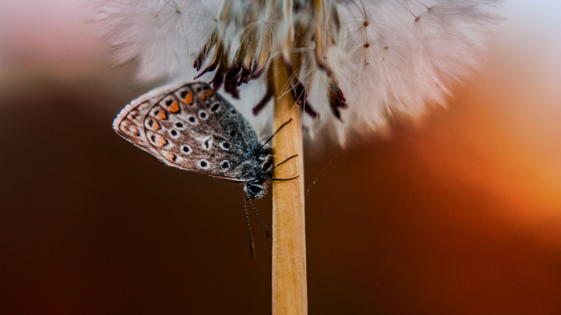 Wallpaper Butterfly, dandelion, close up, 5k