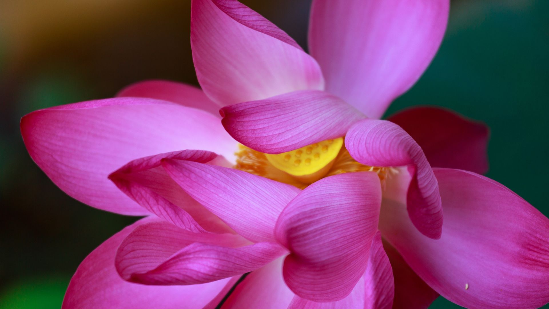 Wallpaper Lotus, pink flowers, close up, petals, bloom, 5k