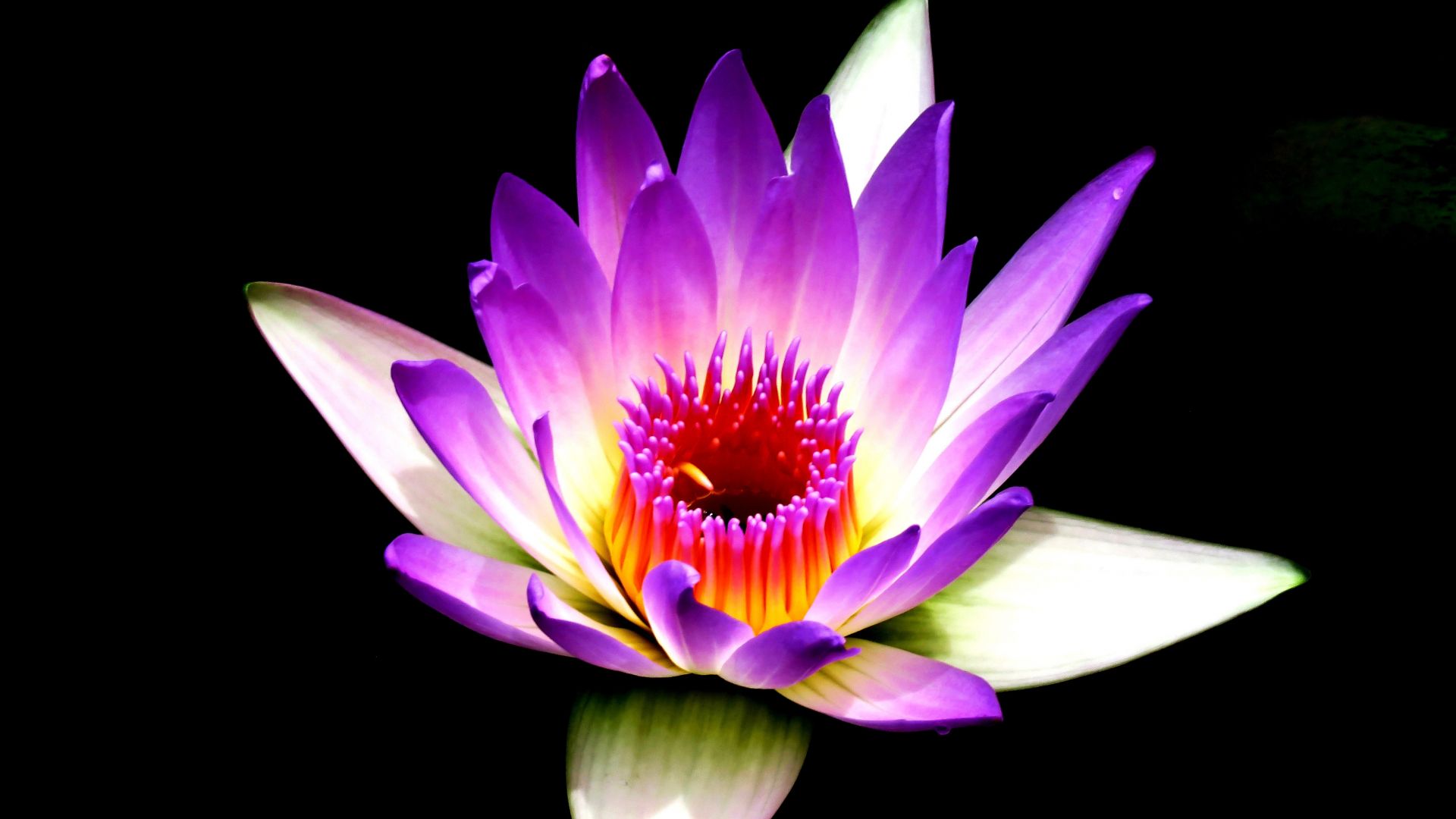 Wallpaper Water lily, purple white, flowers, bloom