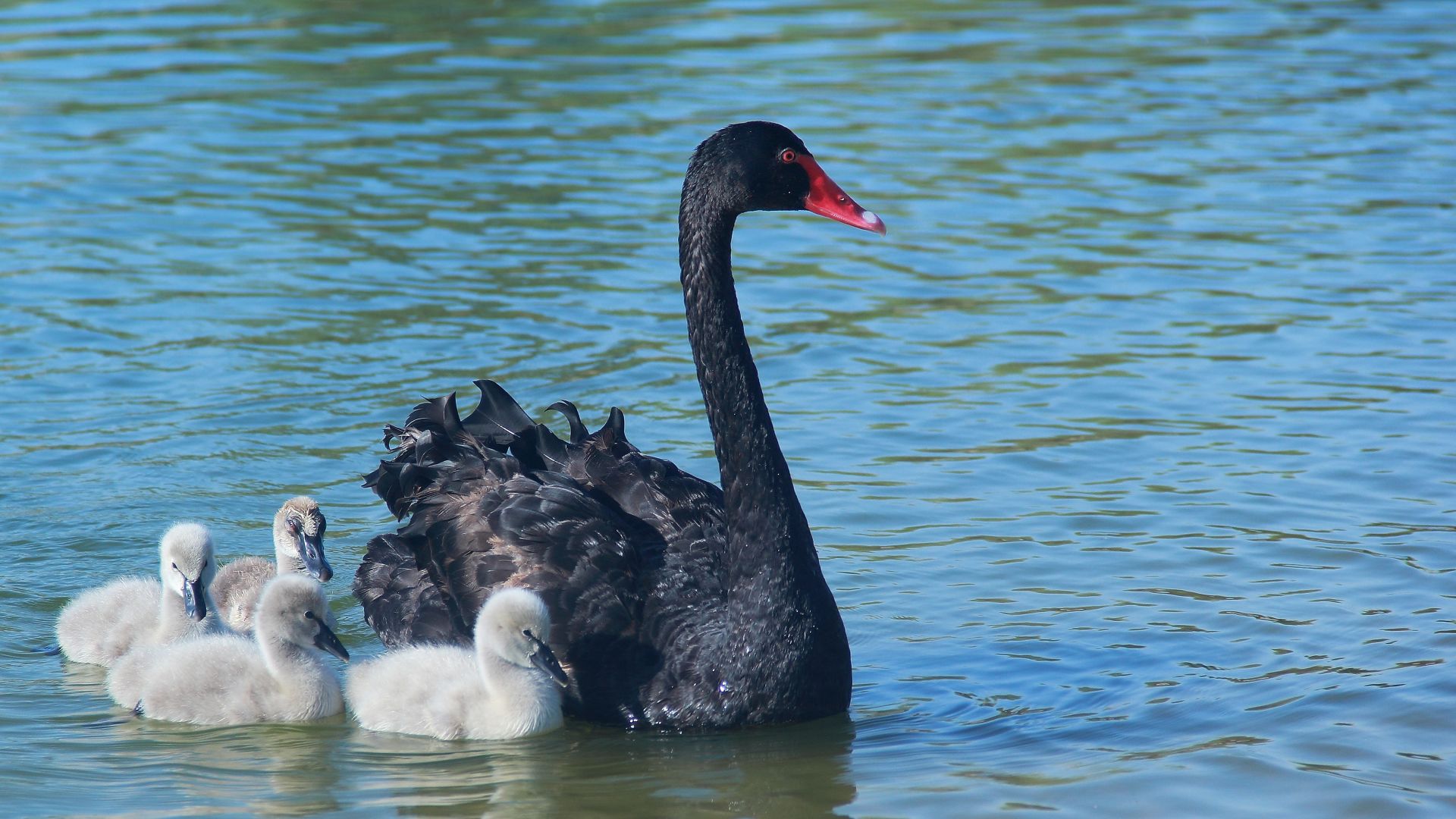 Wallpaper Swan, baby birds. swimming, family, 5k
