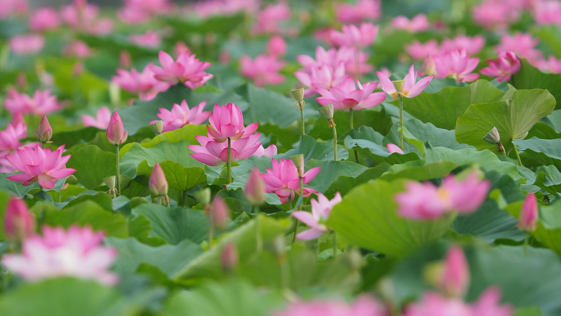 Wallpaper Pink lotus plants, flowers, lake, leaves