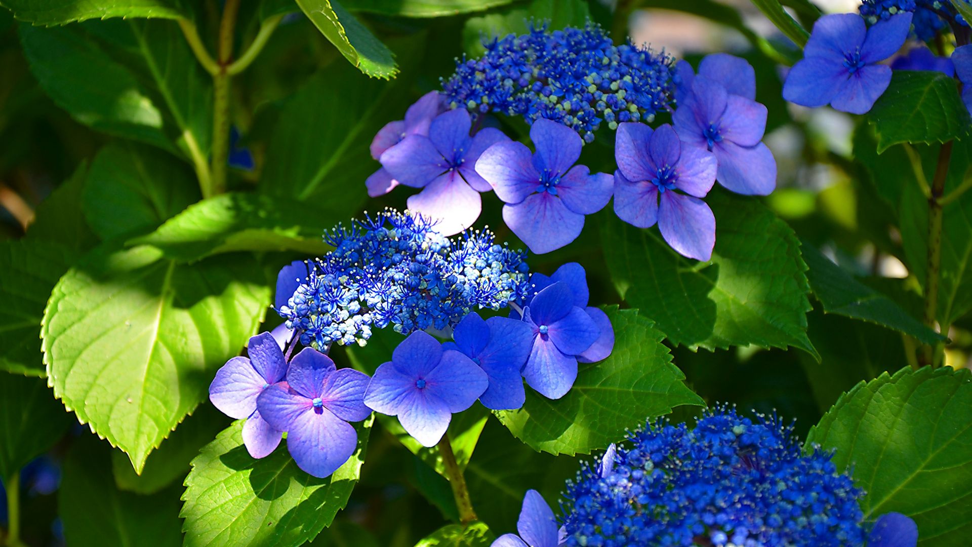 Wallpaper Hydrangea, blue flowers, blossom, leaves