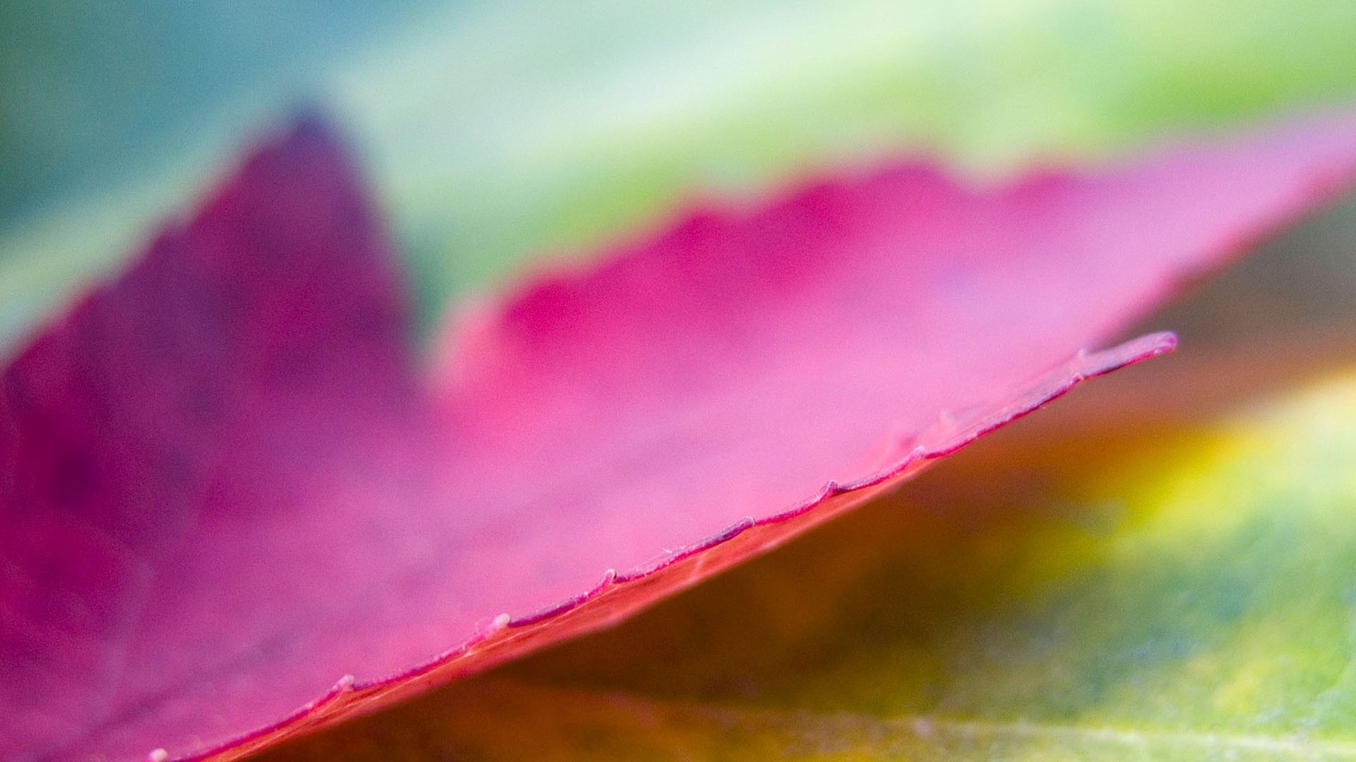 Wallpaper Pink leaf close up view