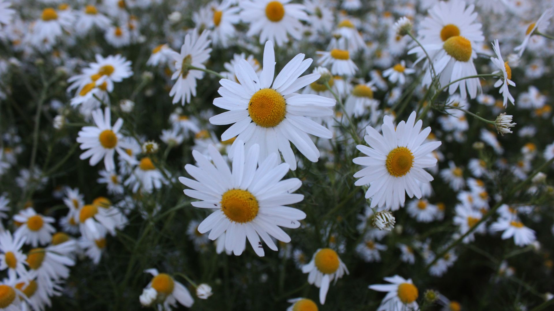 Wallpaper White daisy, meadow, plants, spring