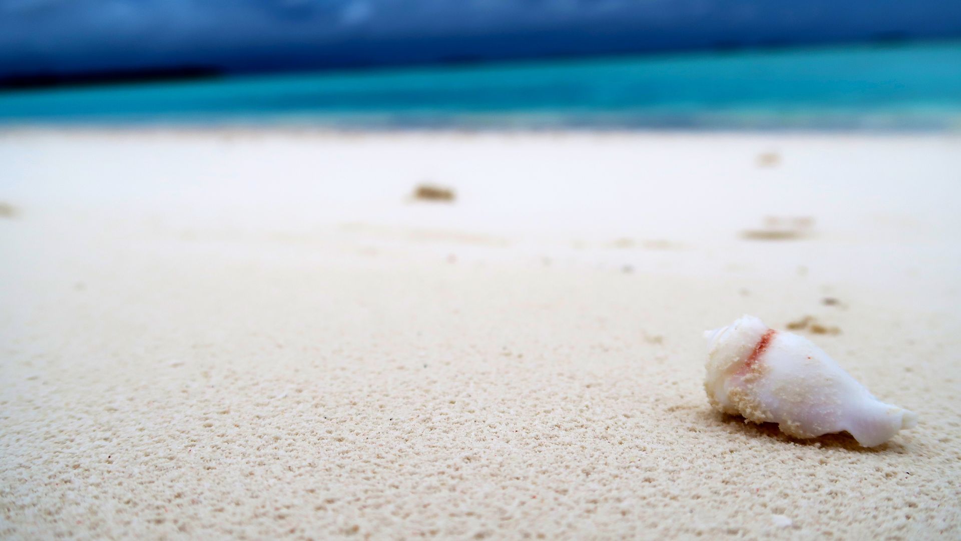 Wallpaper Beach, sand, shell, summer