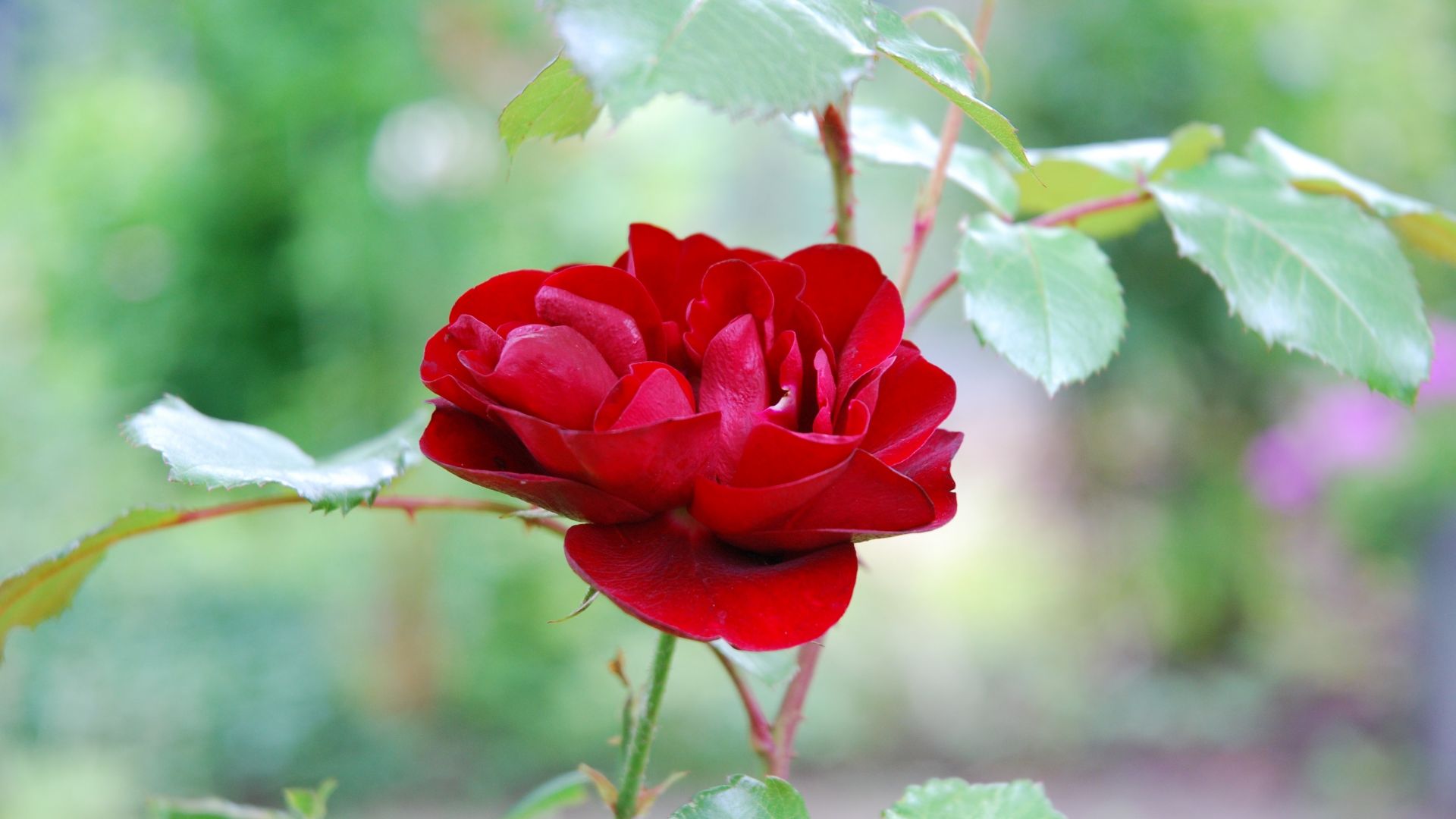Wallpaper Red rose, plant, flower, bloom, close up, 4k