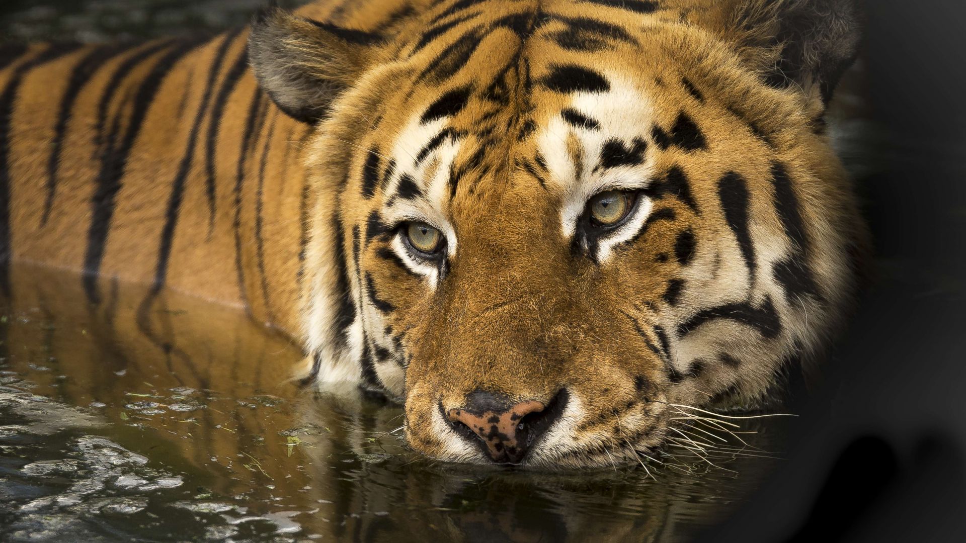 Wallpaper Tiger, predator, wild, muzzle, 4k