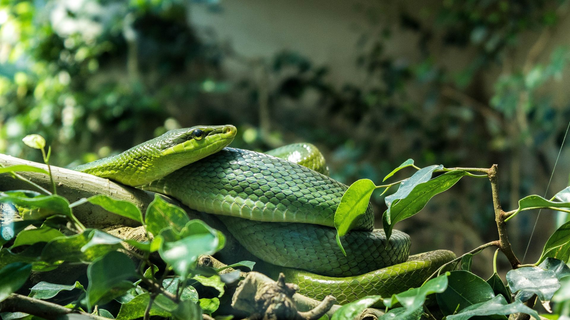 Wallpaper Green snake, reptile, 5k