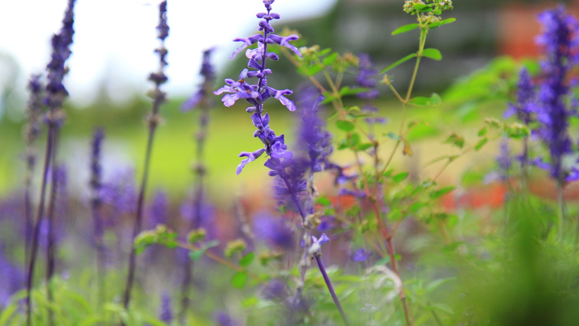 Wallpaper Purple, wild flowers, meadow, plants