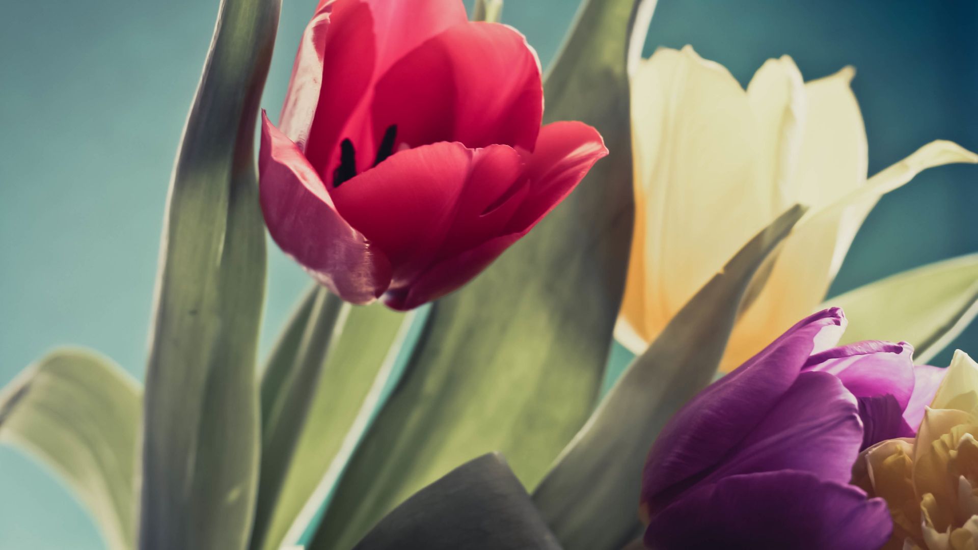 Wallpaper Flowers tulips